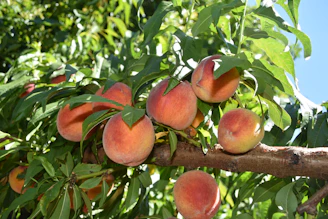 Ripe peaches hang from a tree branch with green leaves.