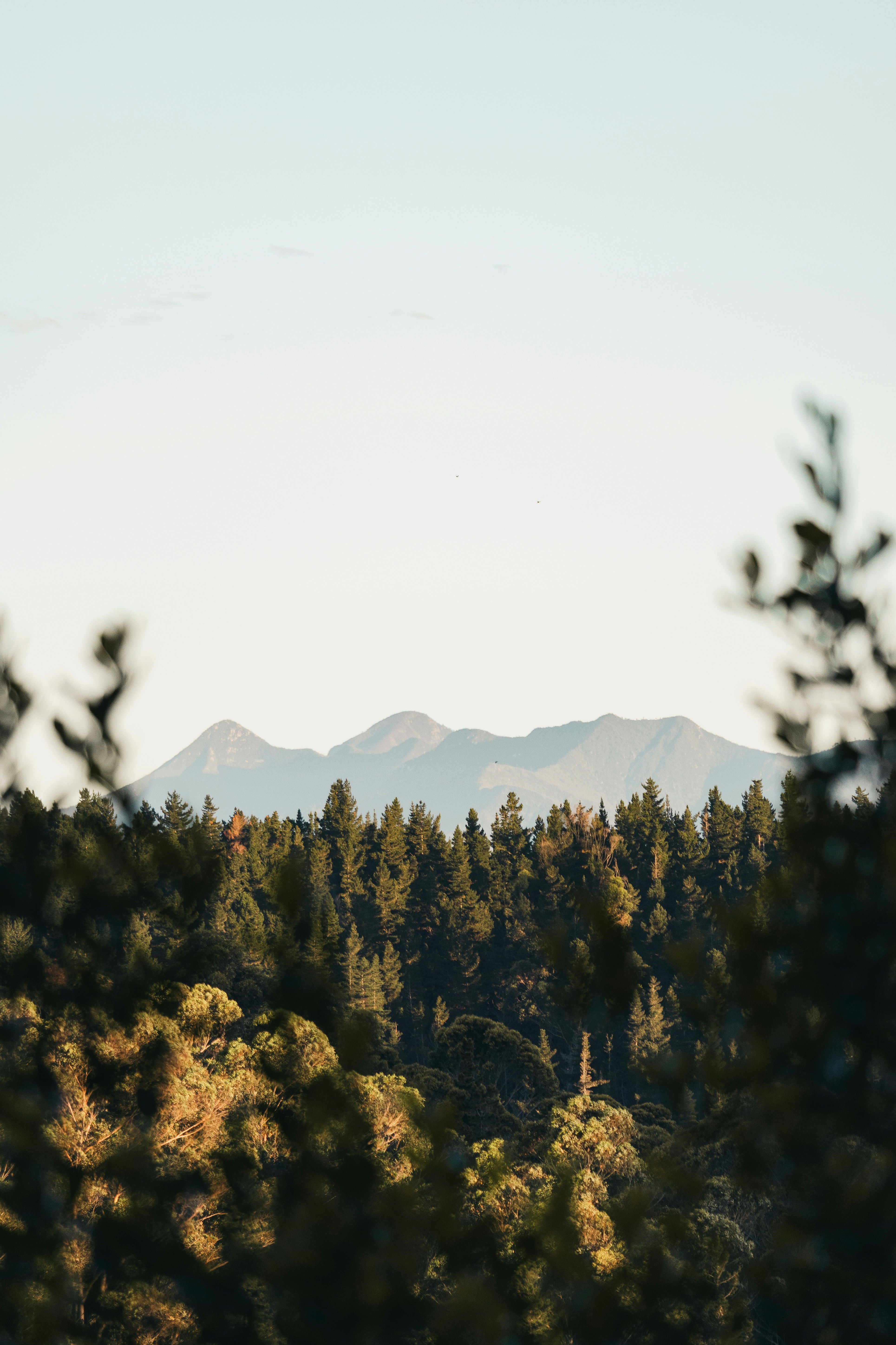 Mountain range behind a dense pine forest