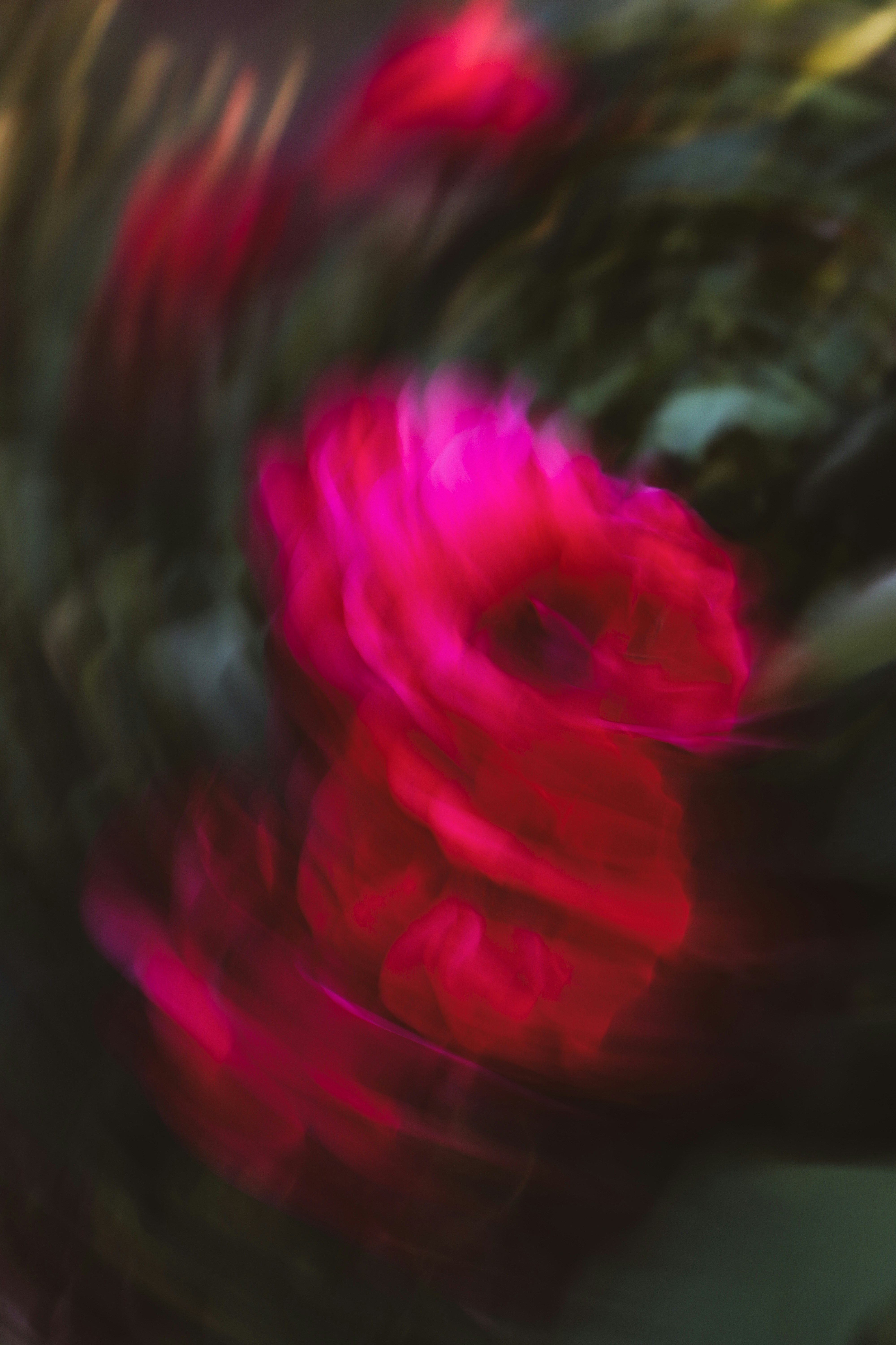 Flou abstrait d’une rose rose vibrante.