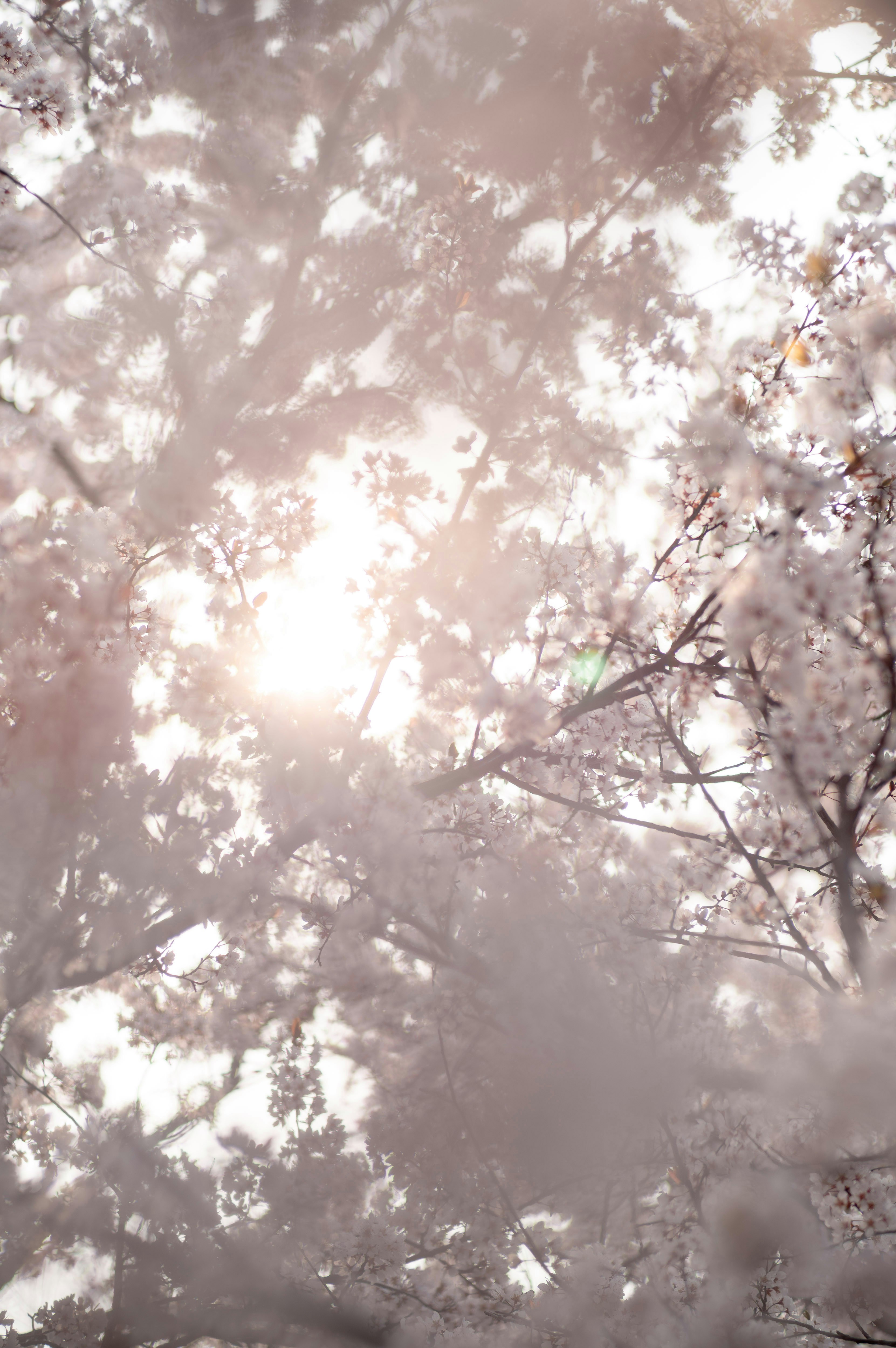 Sunlight filtering through delicate cherry blossoms