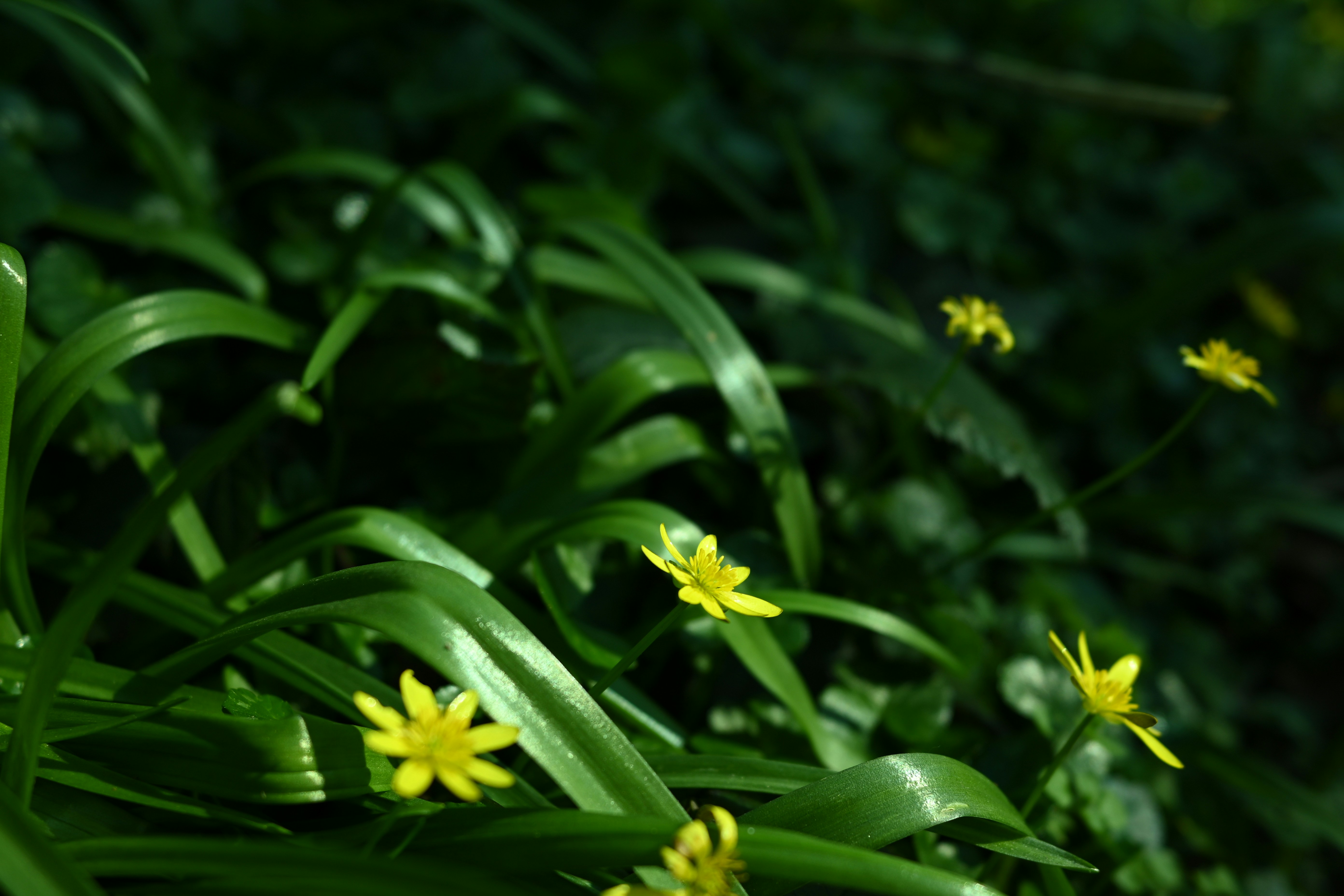 푸른 잎 사이로 작은 노란 꽃들이 피어납니다.