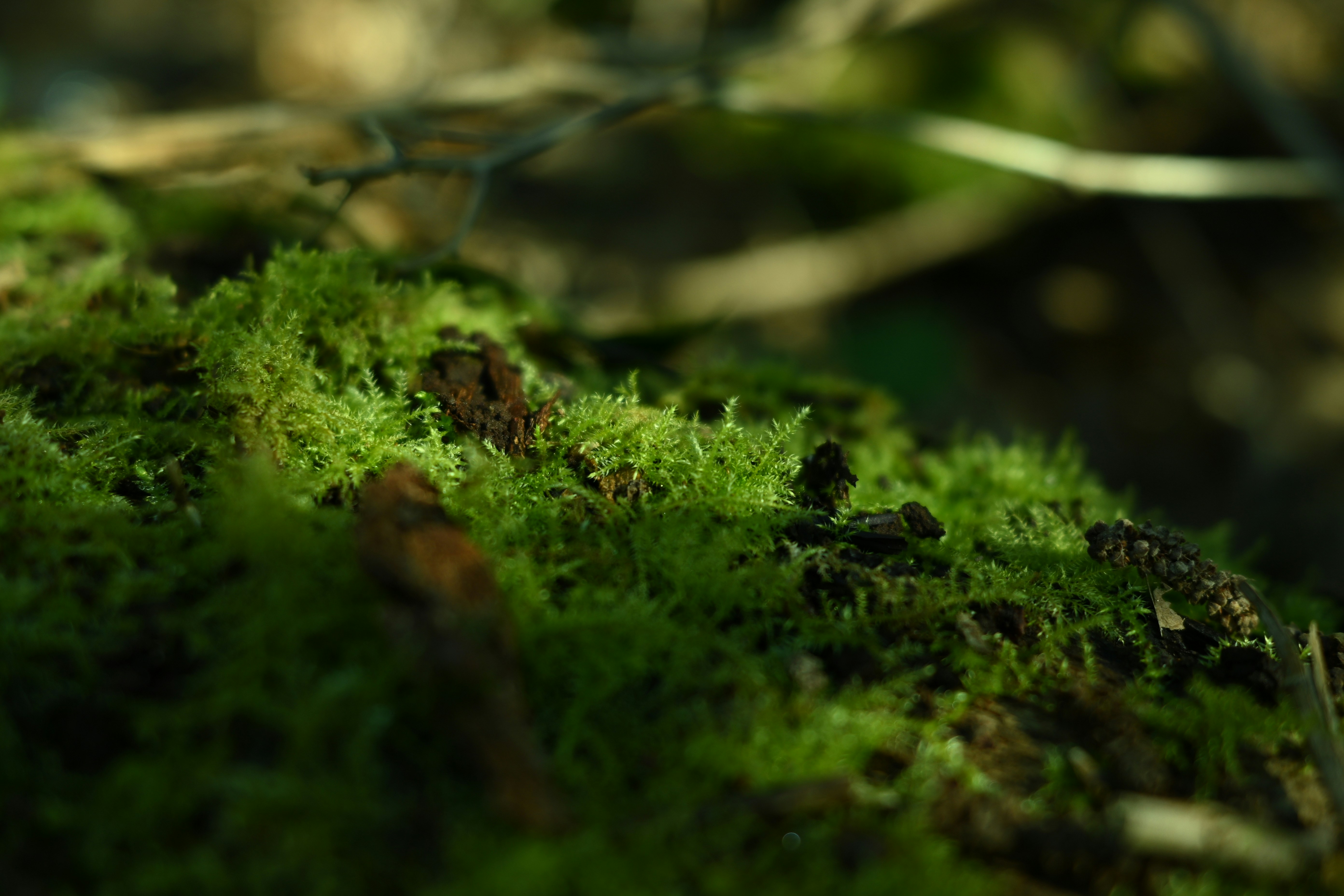 Photo by ellyendeavours