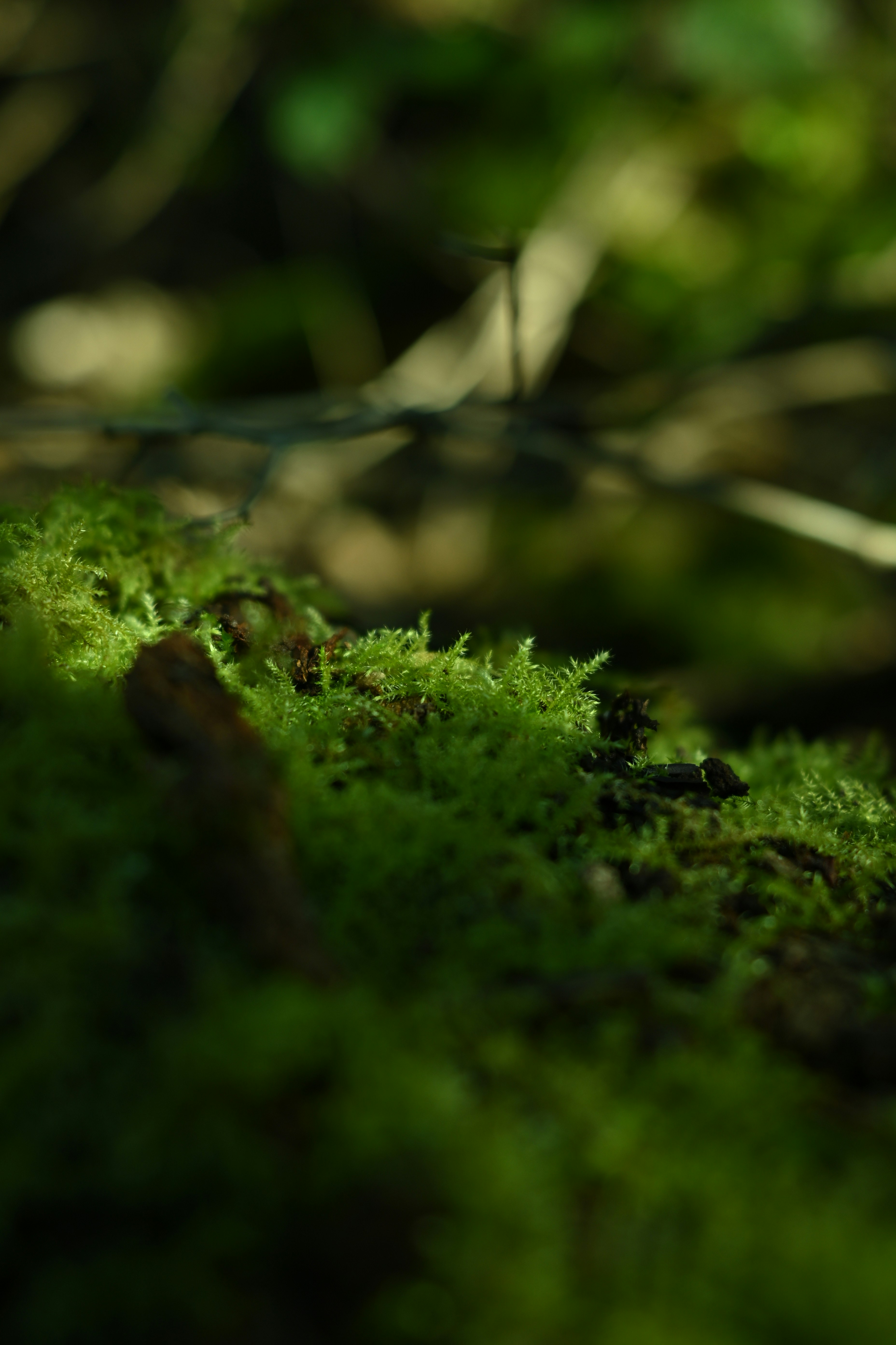 숲 속의 생기 넘치는 초록 이끼 클로즈업.