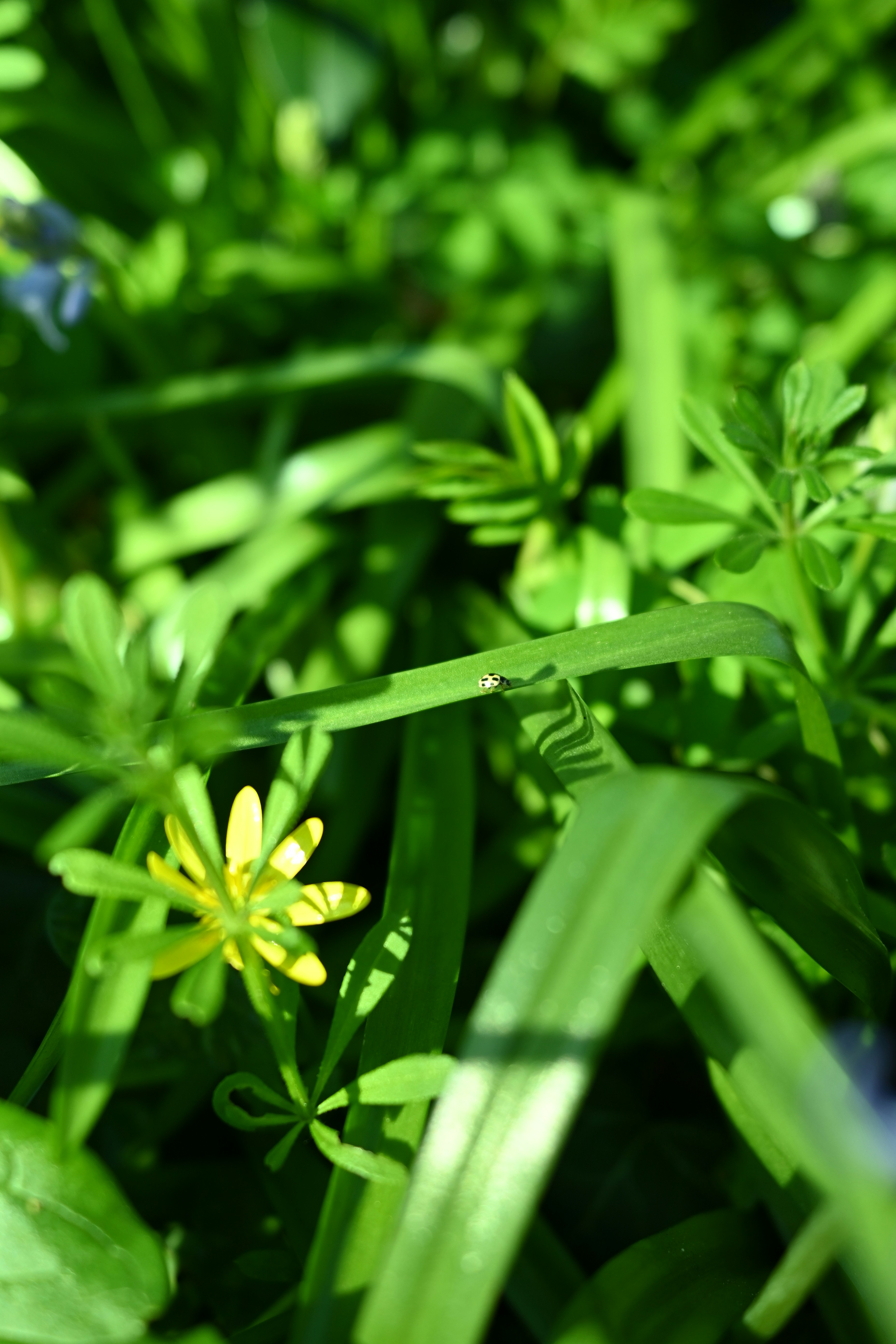 푸른 풀밭 사이에 피어난 작은 노란 꽃