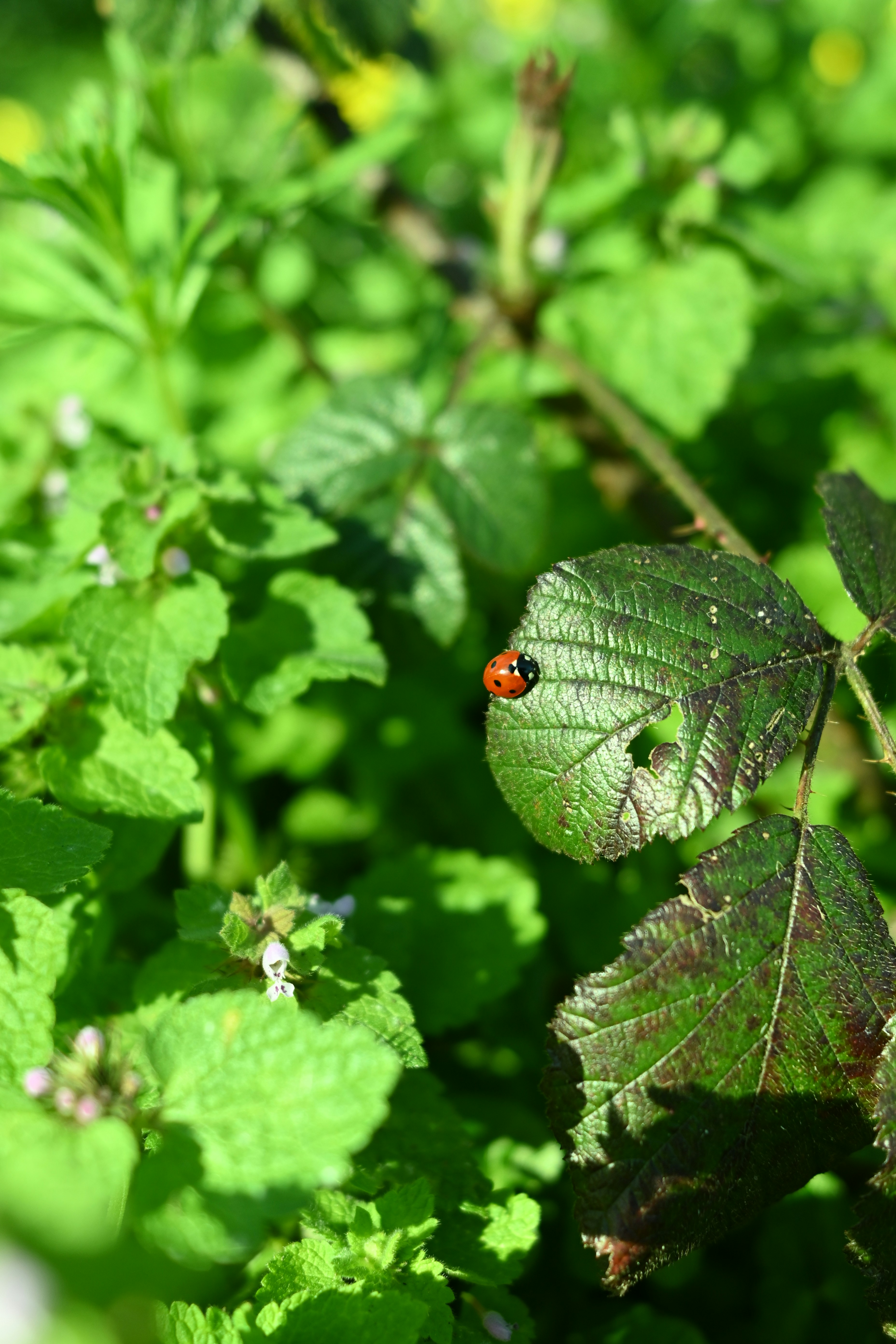 무당벌레가 초록 잎 위에 쉬고 있다.