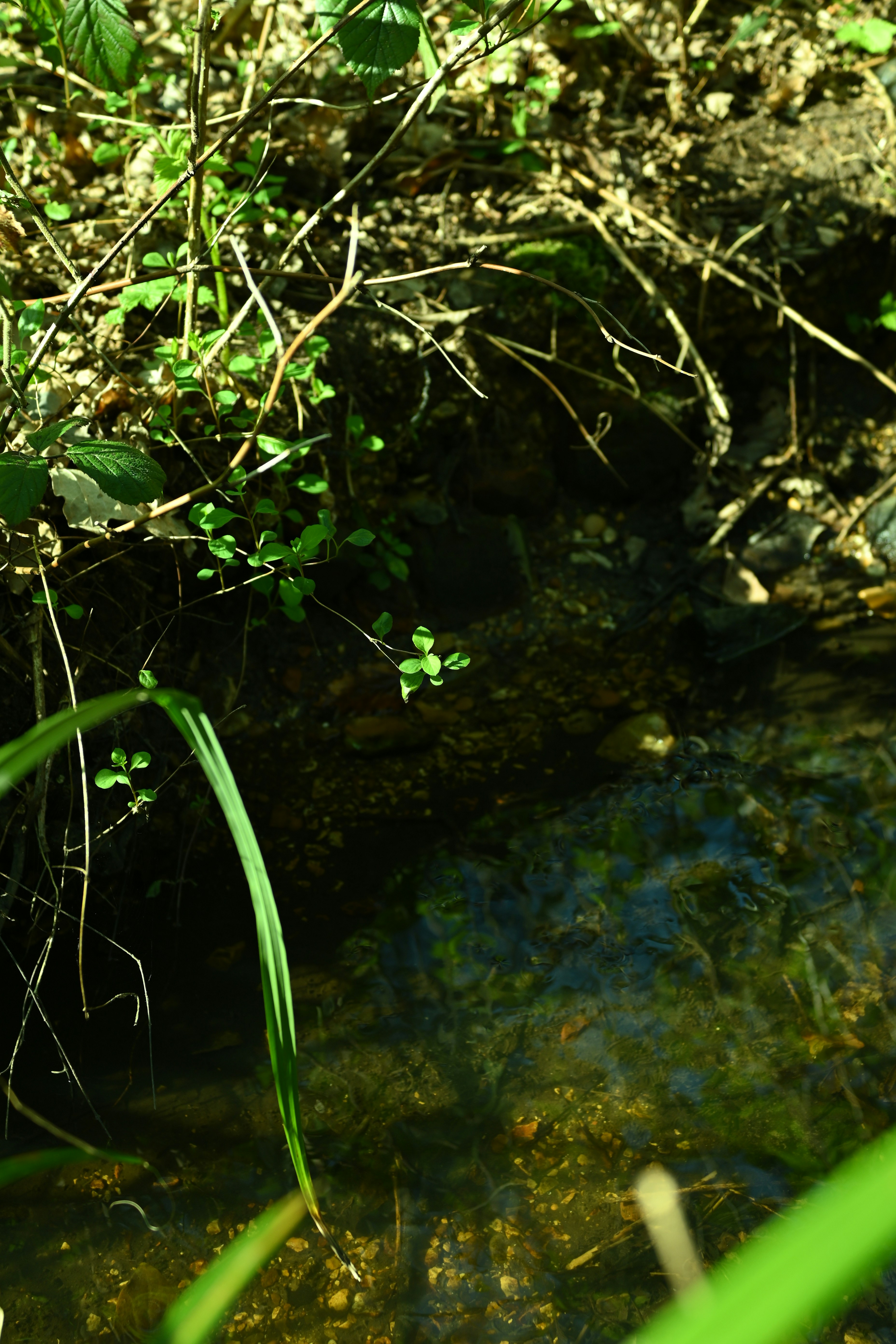 작은 시냇물이 햇살이 드리운 숲 바닥을 흐릅니다.
