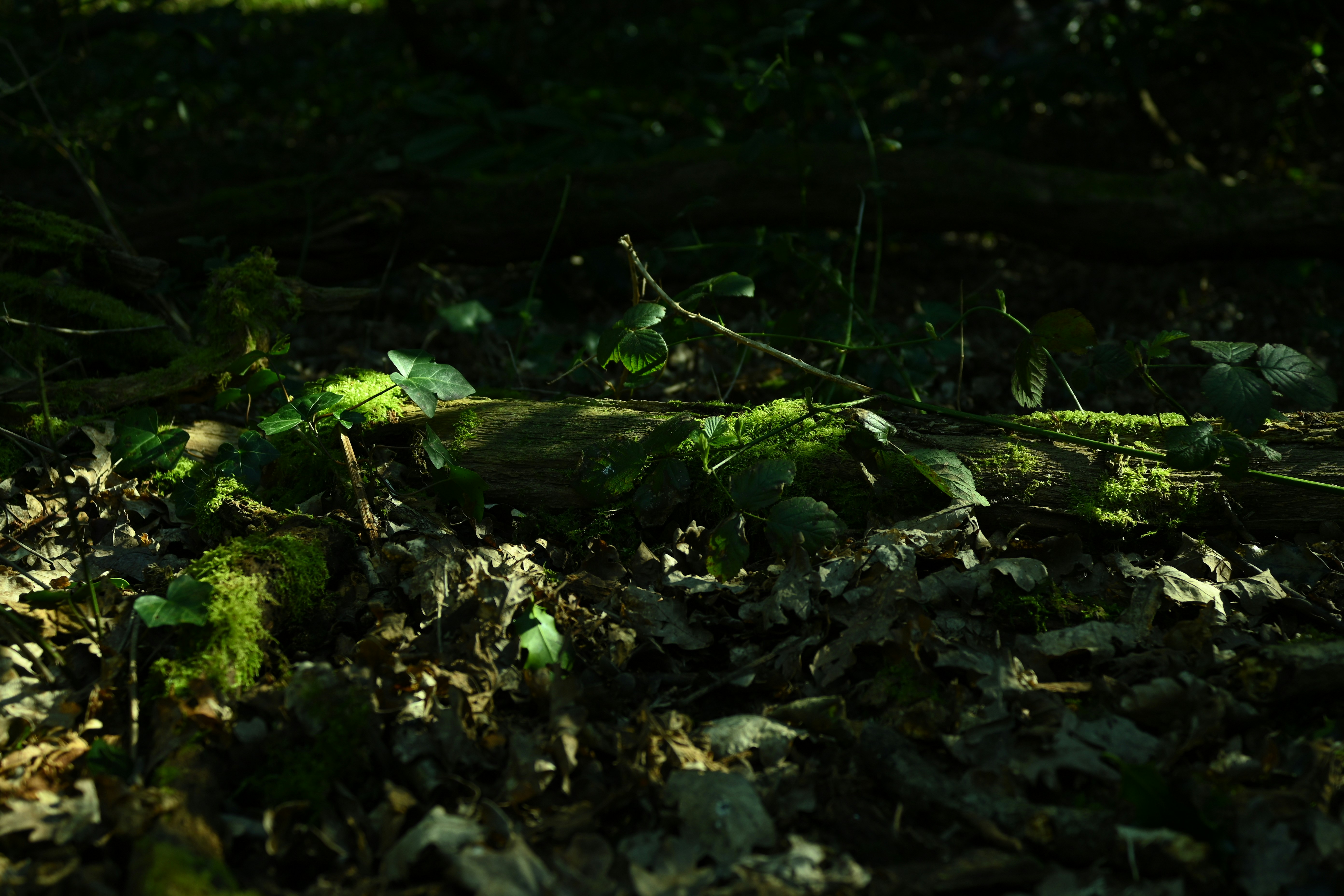 이끼 낀 숲 바닥을 통해 스며드는 햇빛