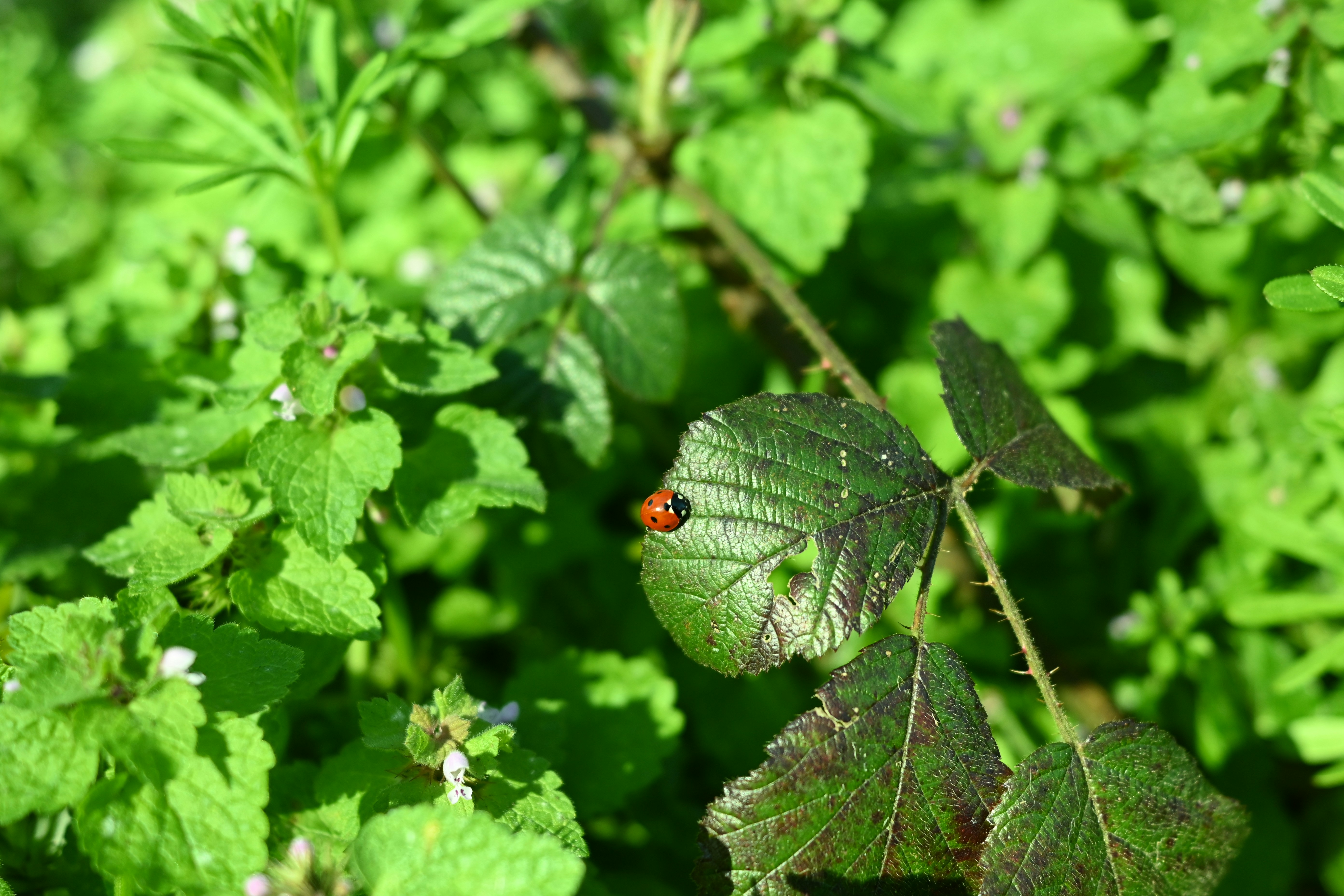 무당벌레가 초록 잎 위에 쉬고 있다.