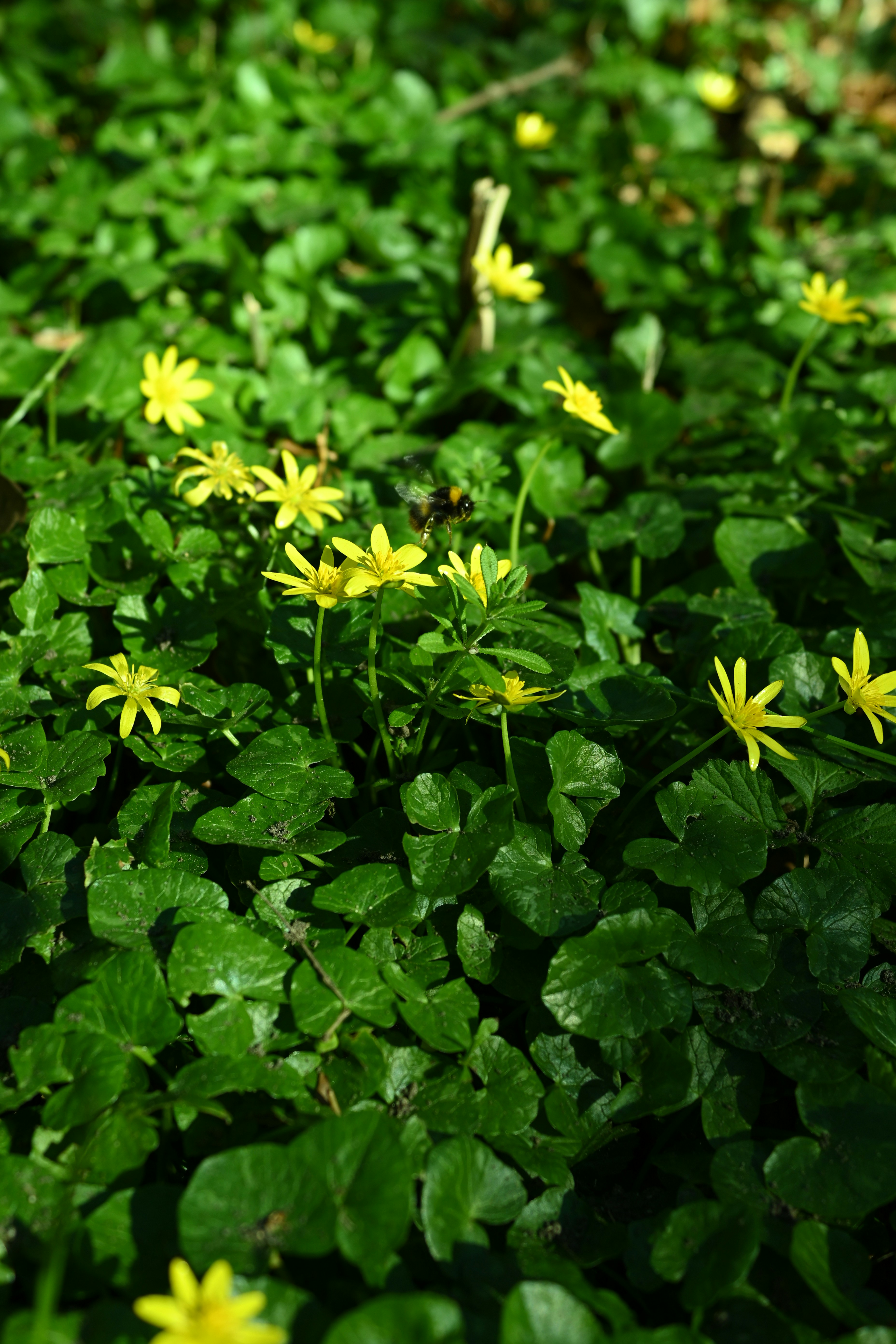작은 노란 꽃들이 초록 잎 사이로 피어납니다.