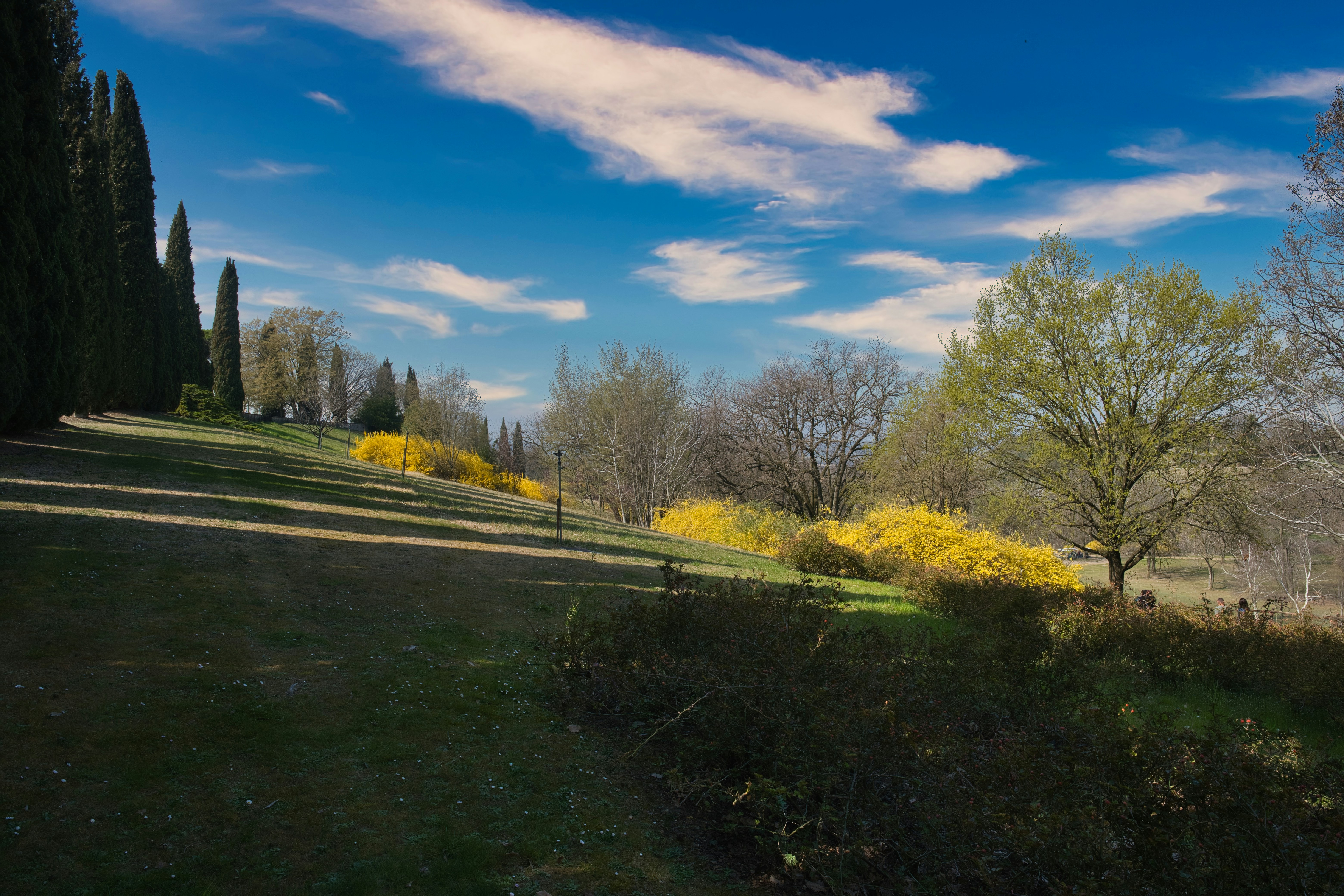 Sunny park with cypress trees and yellow flowers