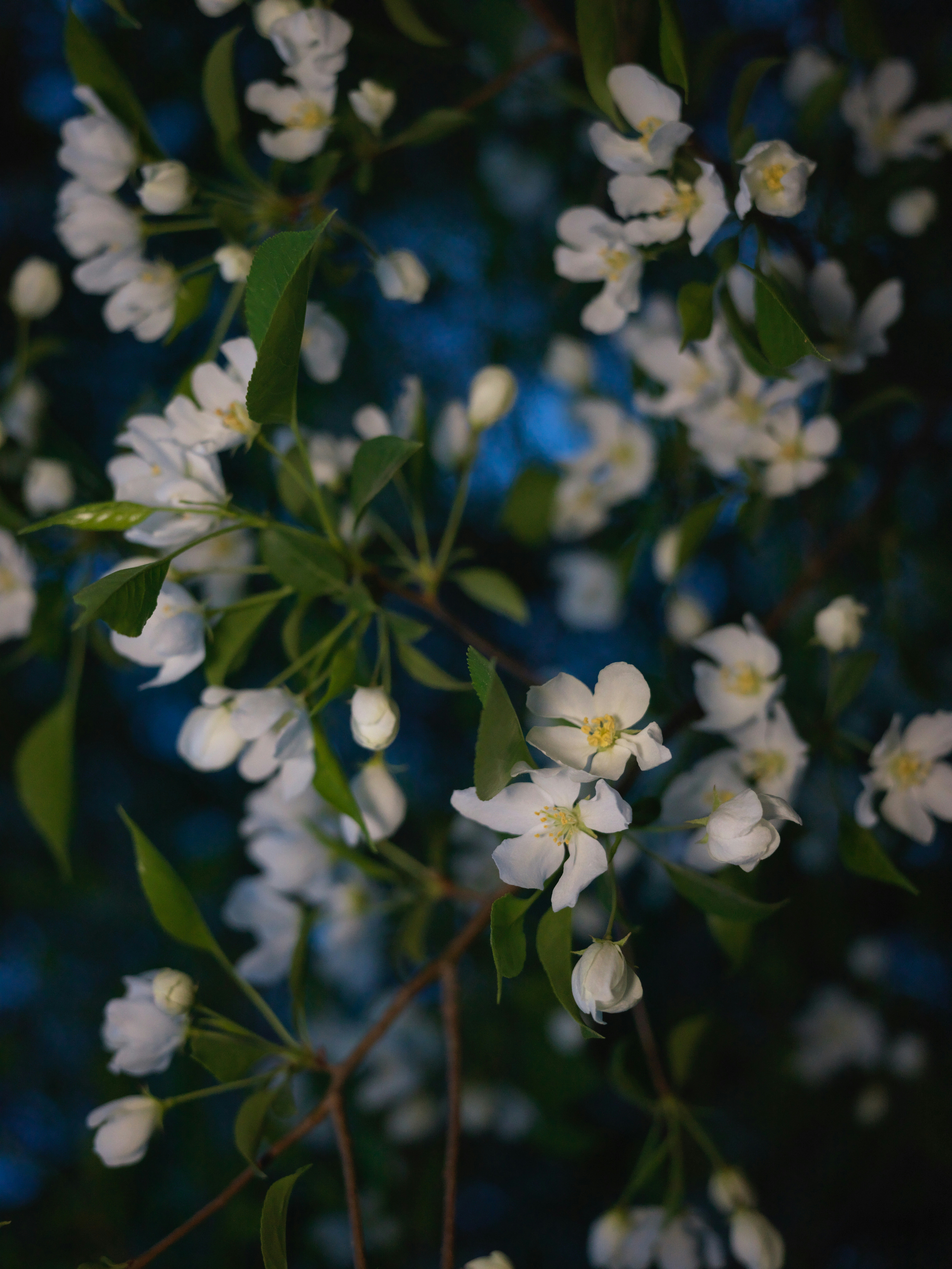 Photo by chrisdof_gsn