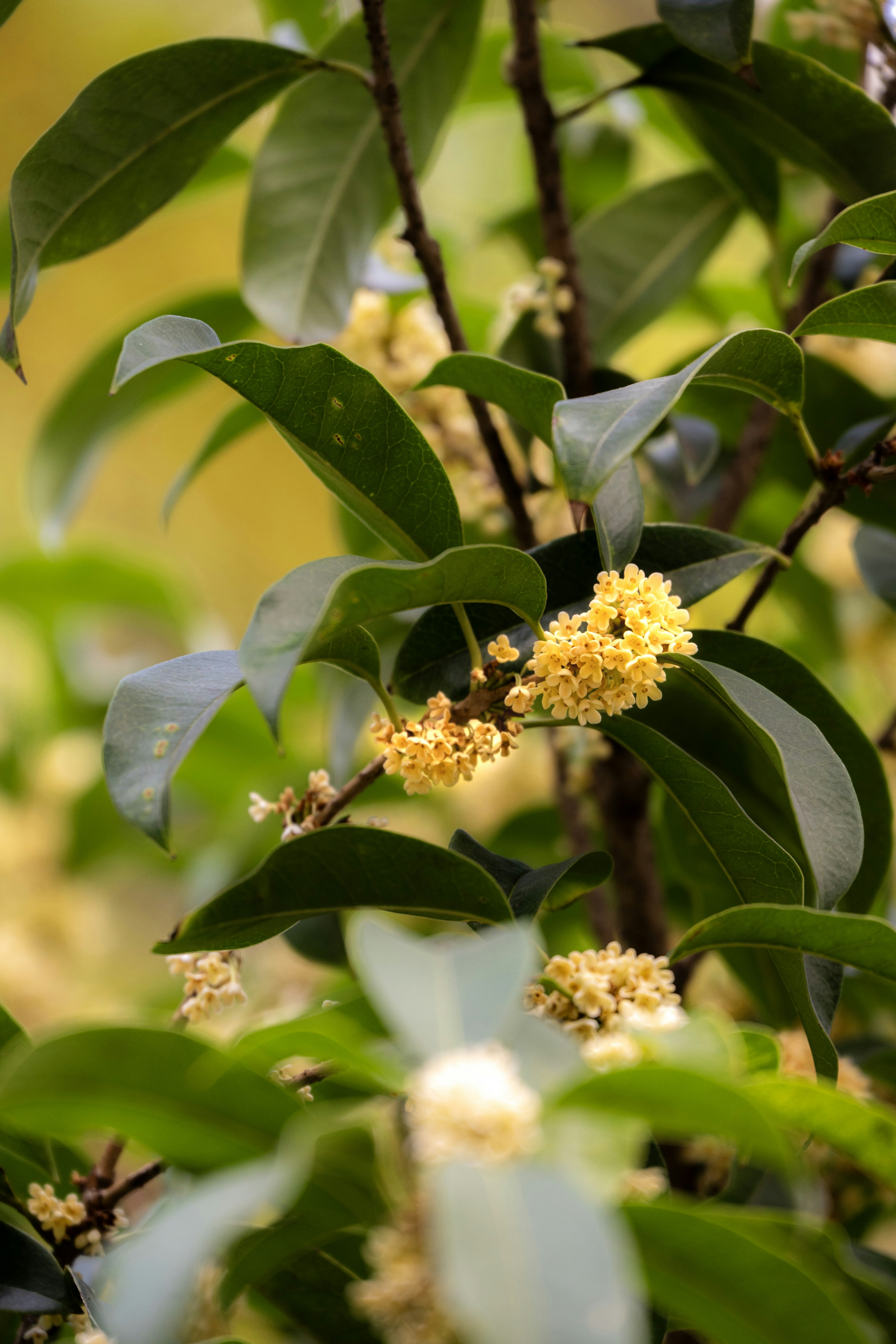 Pequeñas flores amarillas florecen en un árbol verde de hojas.