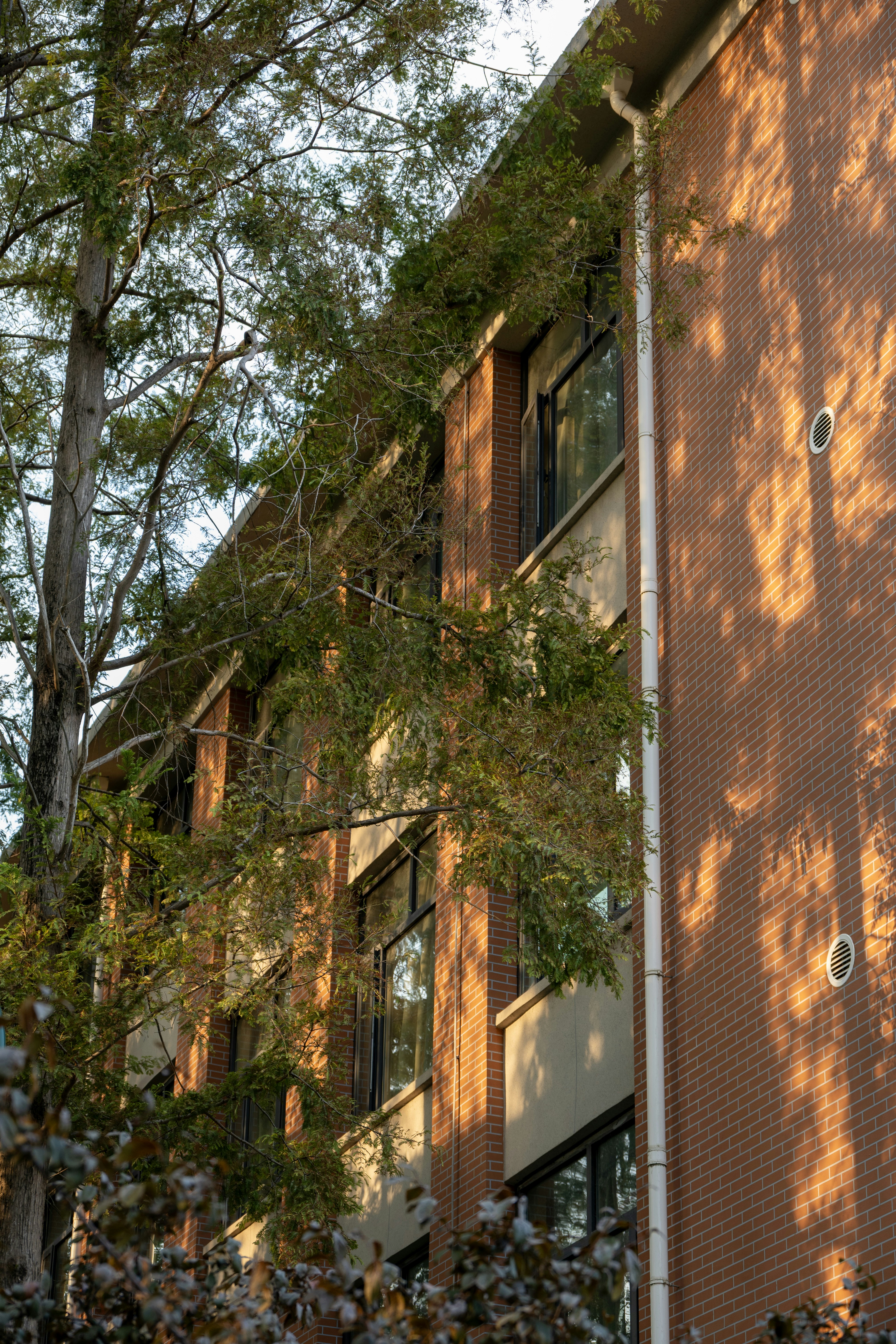 Edificio de ladrillo con árboles y luz solar