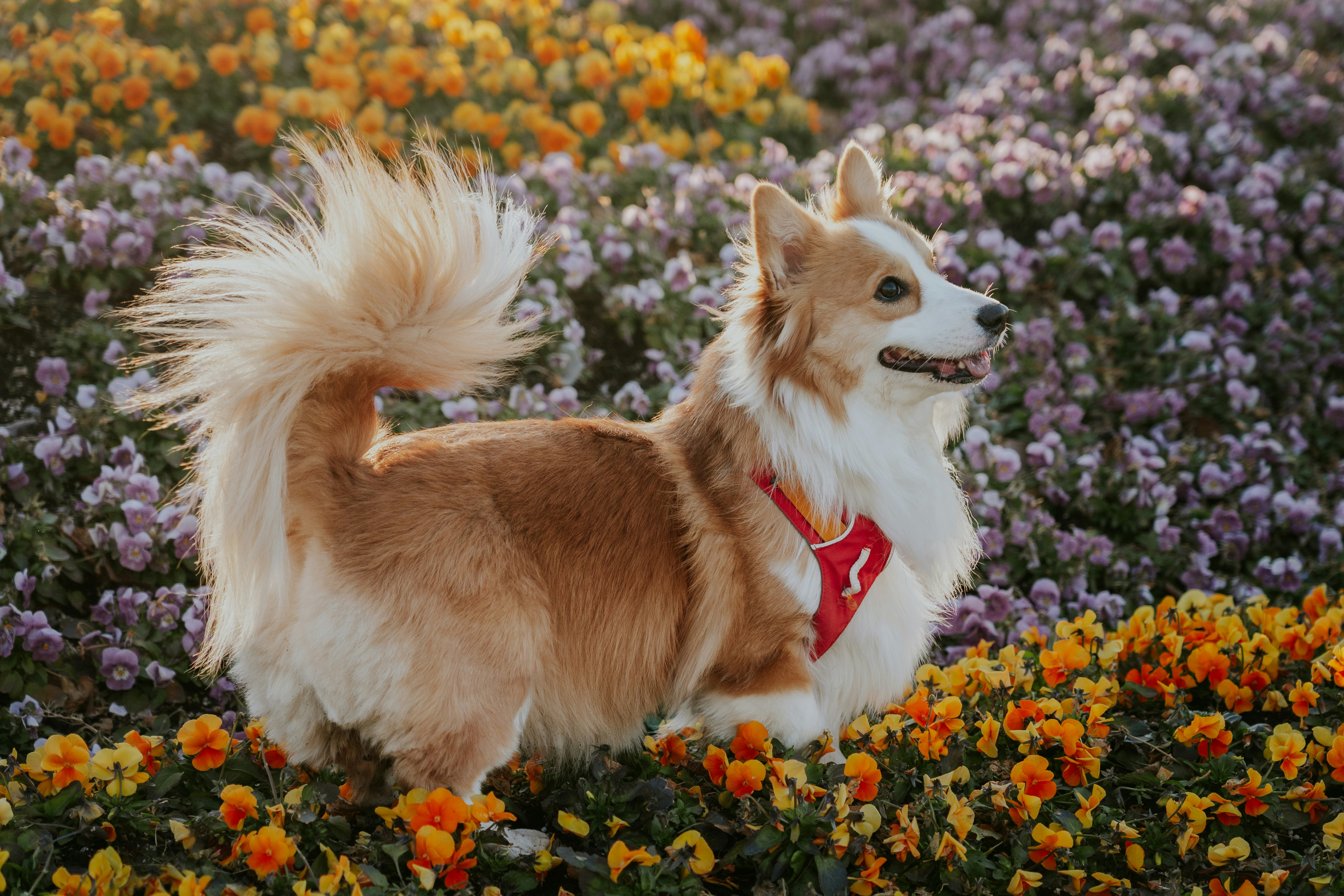 Pembroke Welsh Corgi photo 4