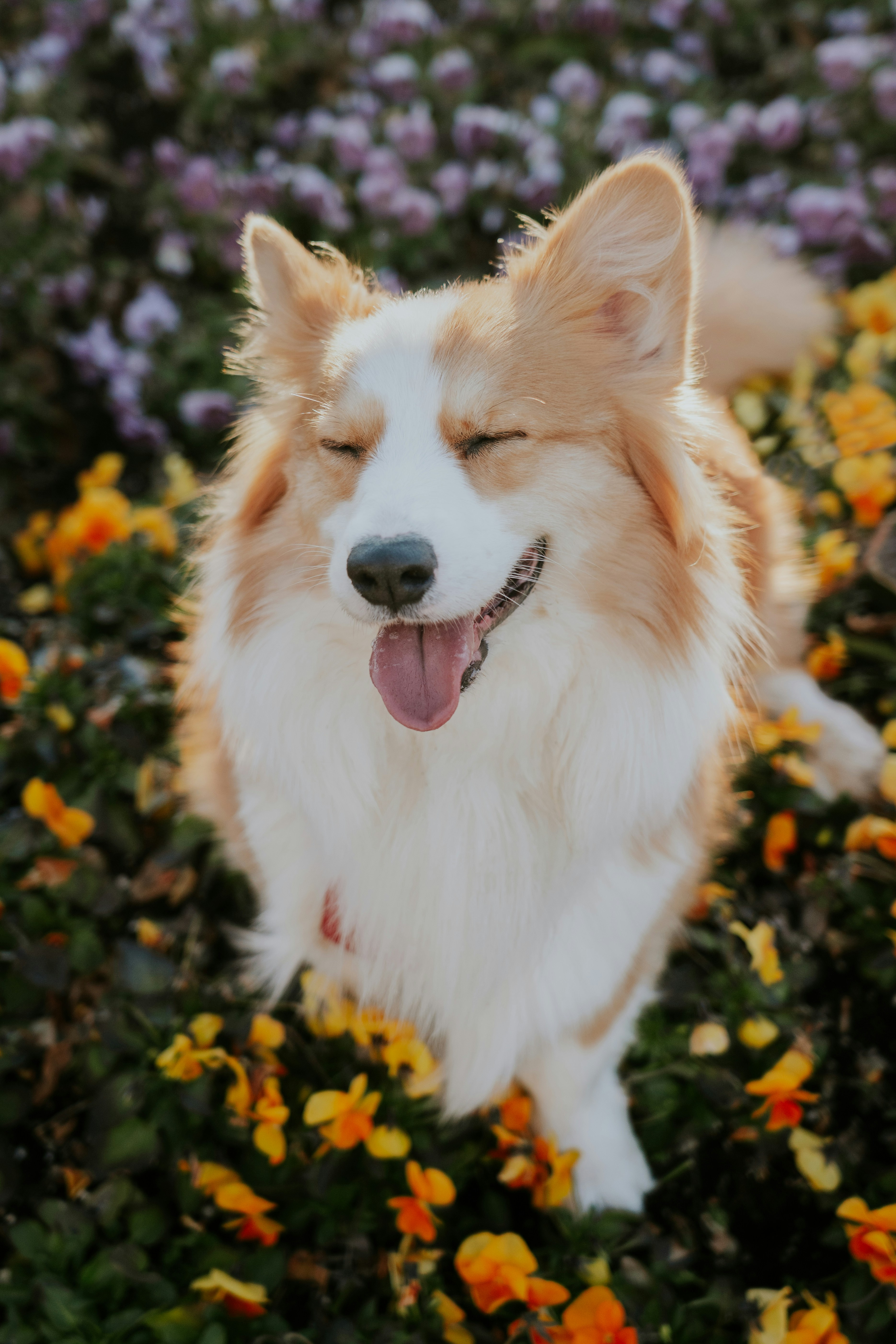 A happy corgi dog sits among colorful flowers.