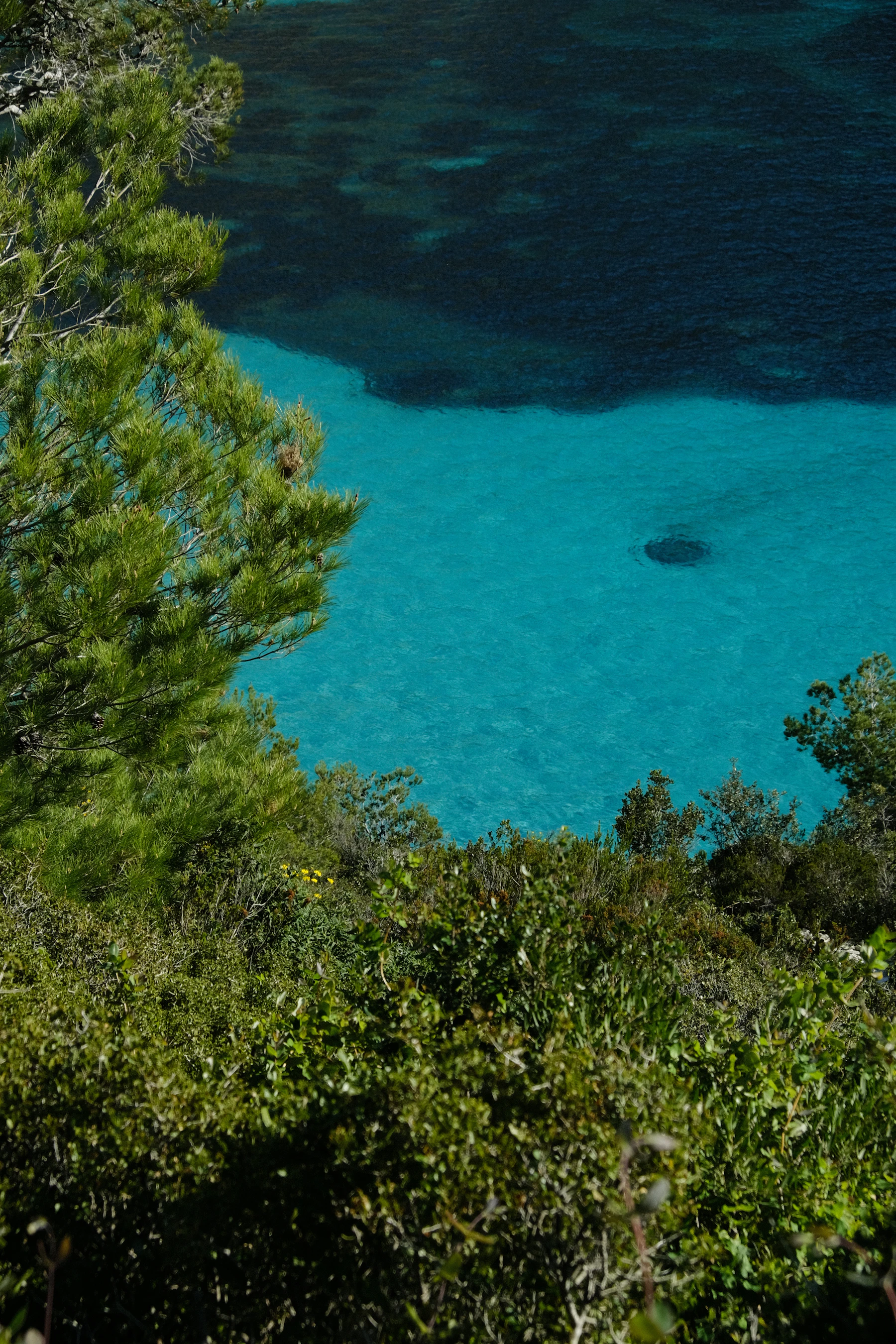 Green trees overlooking calm turquoise water