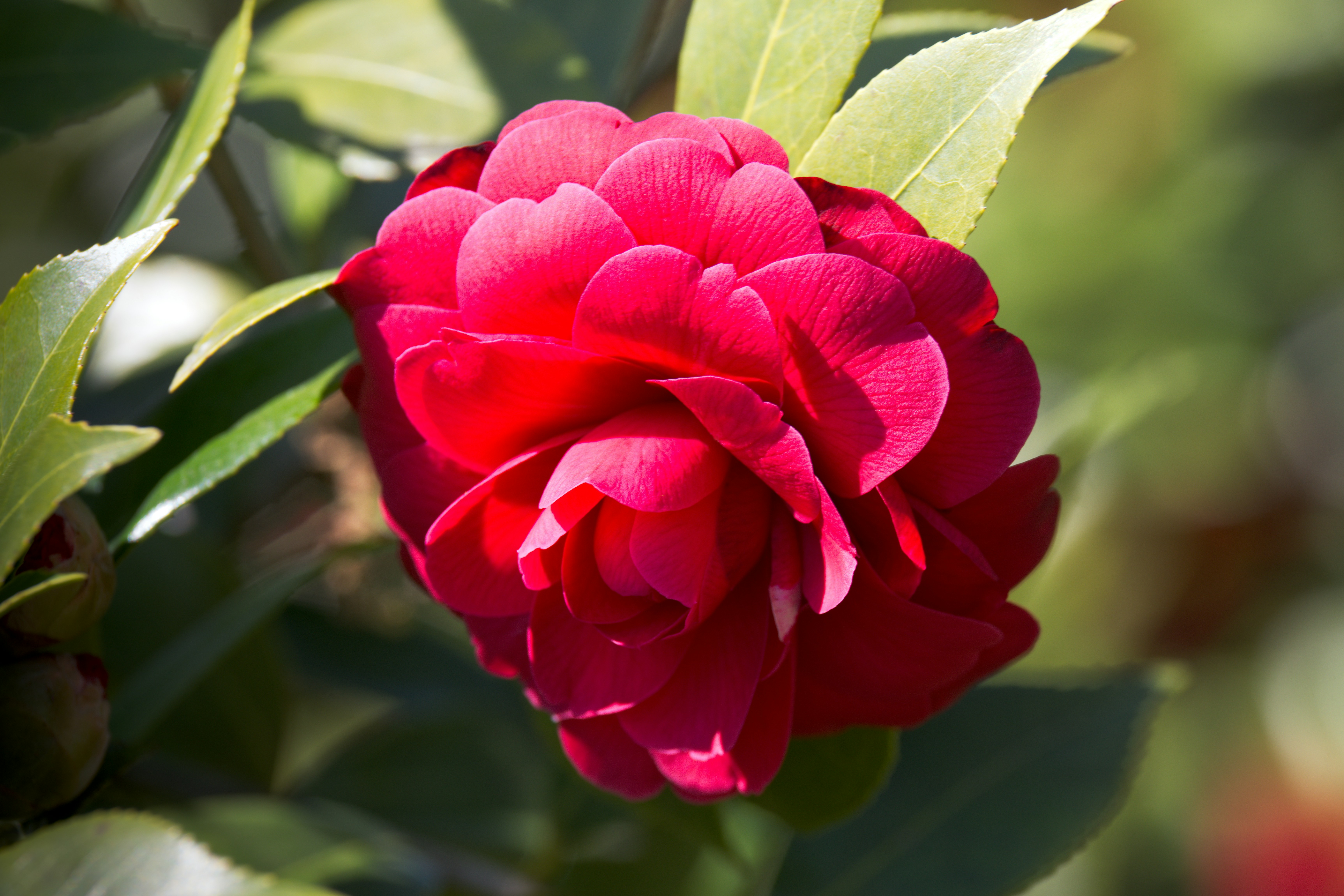 Eine leuchtend rote Kamelienblume blüht im Sonnenlicht.