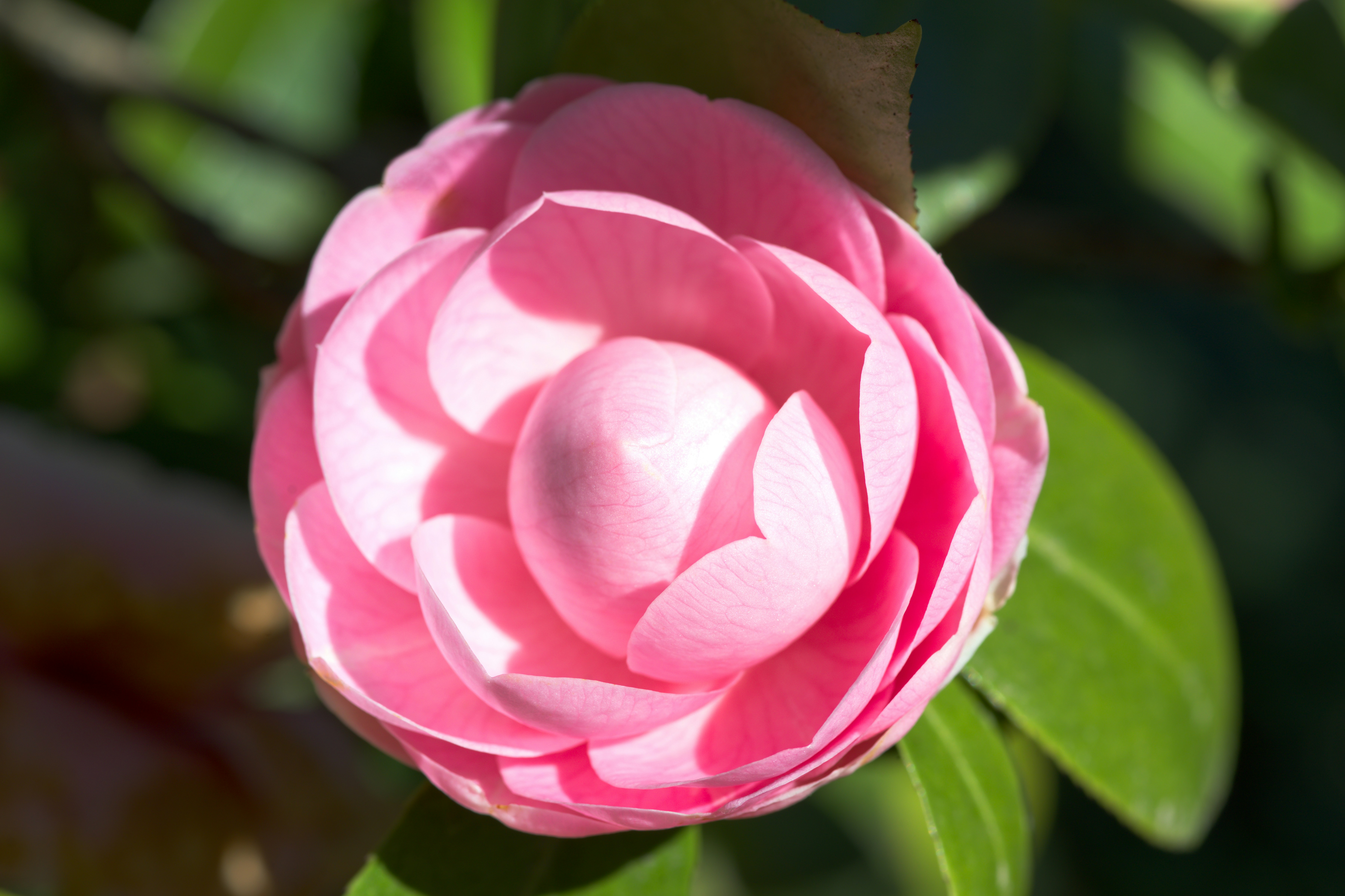Eine zarte rosa Kamelienblume blüht im Sonnenlicht.