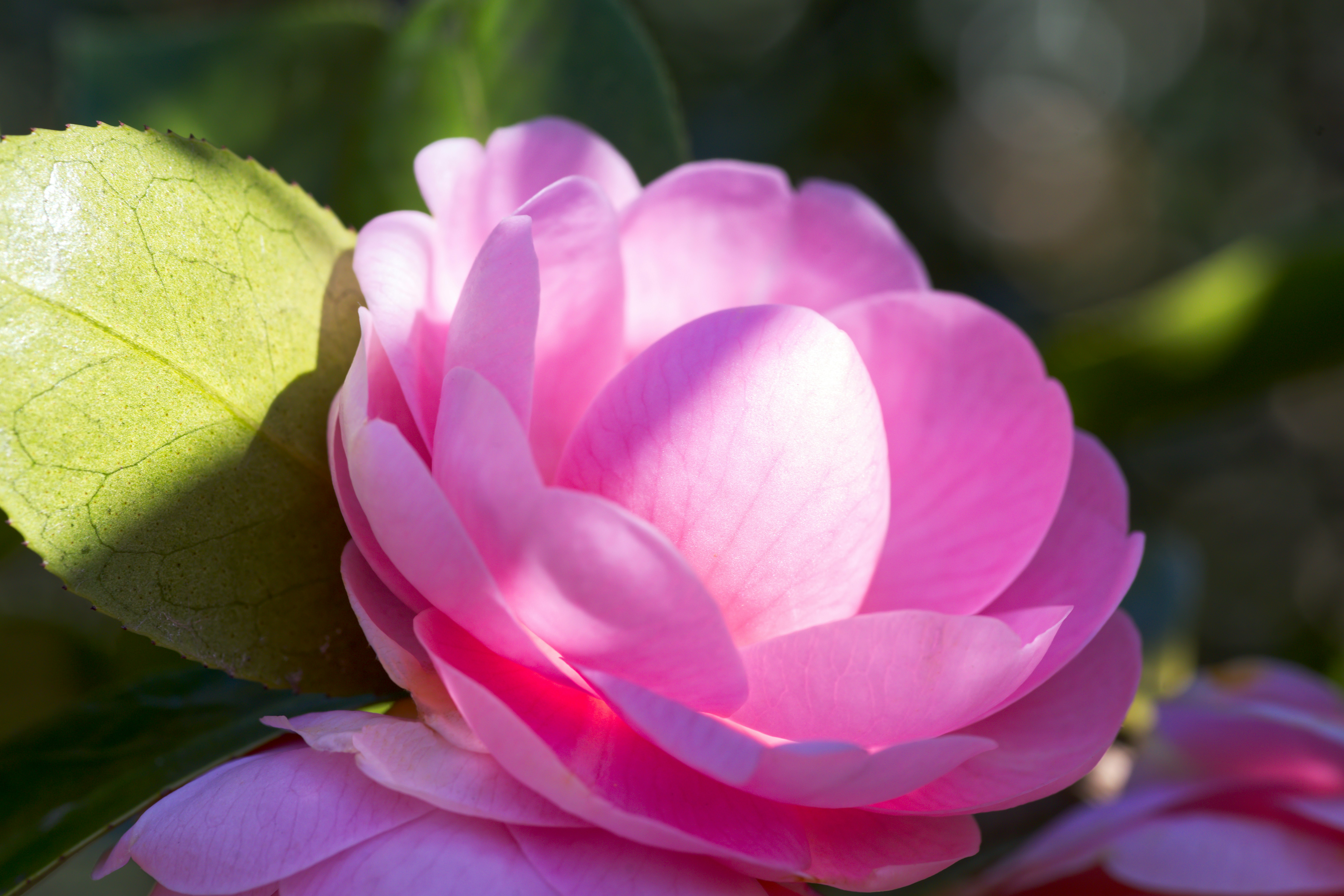 Eine zarte rosa Kamelienblume mit grünen Blättern.