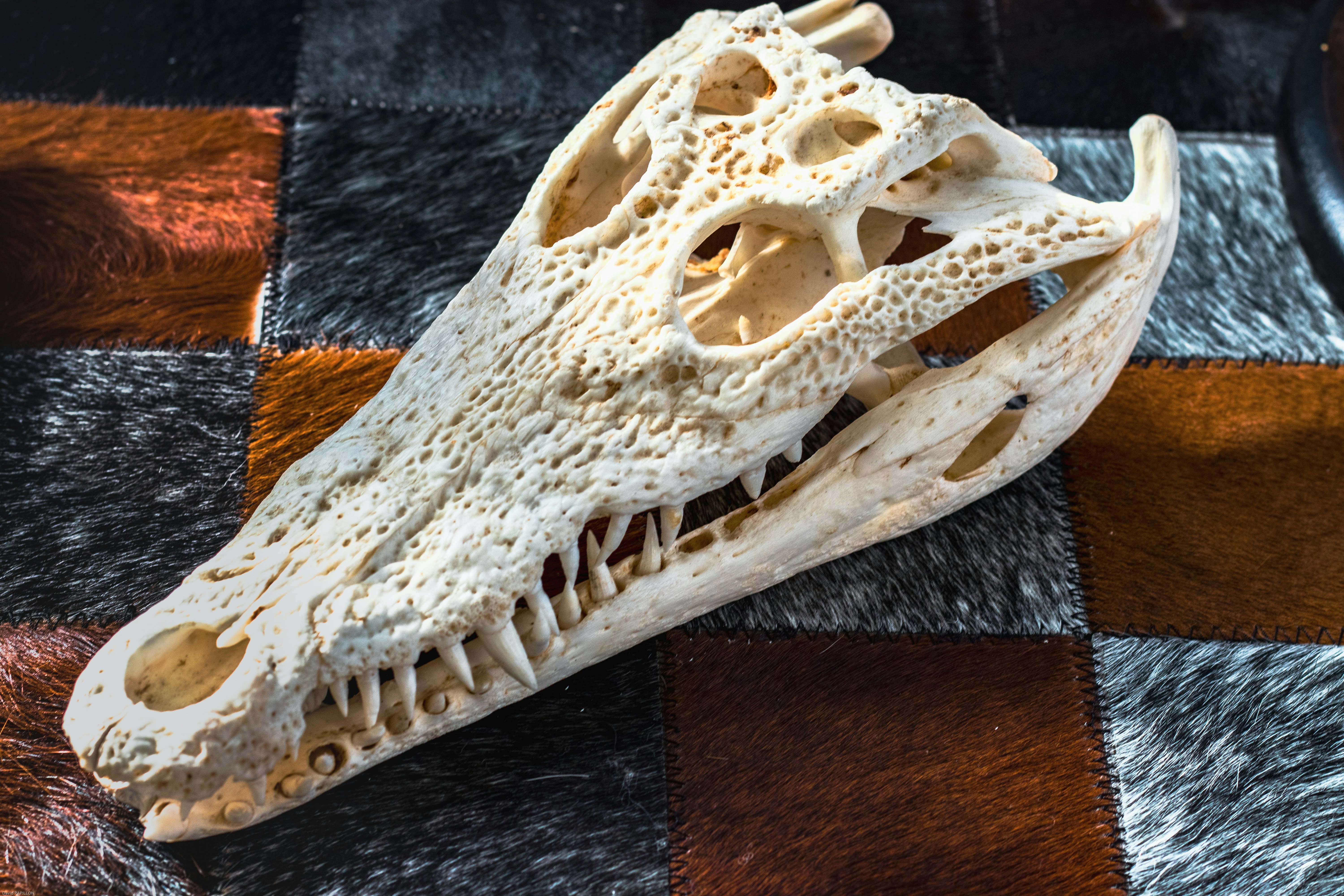 Un detallado cráneo de caimán con dientes afilados sobre fondo con patrones