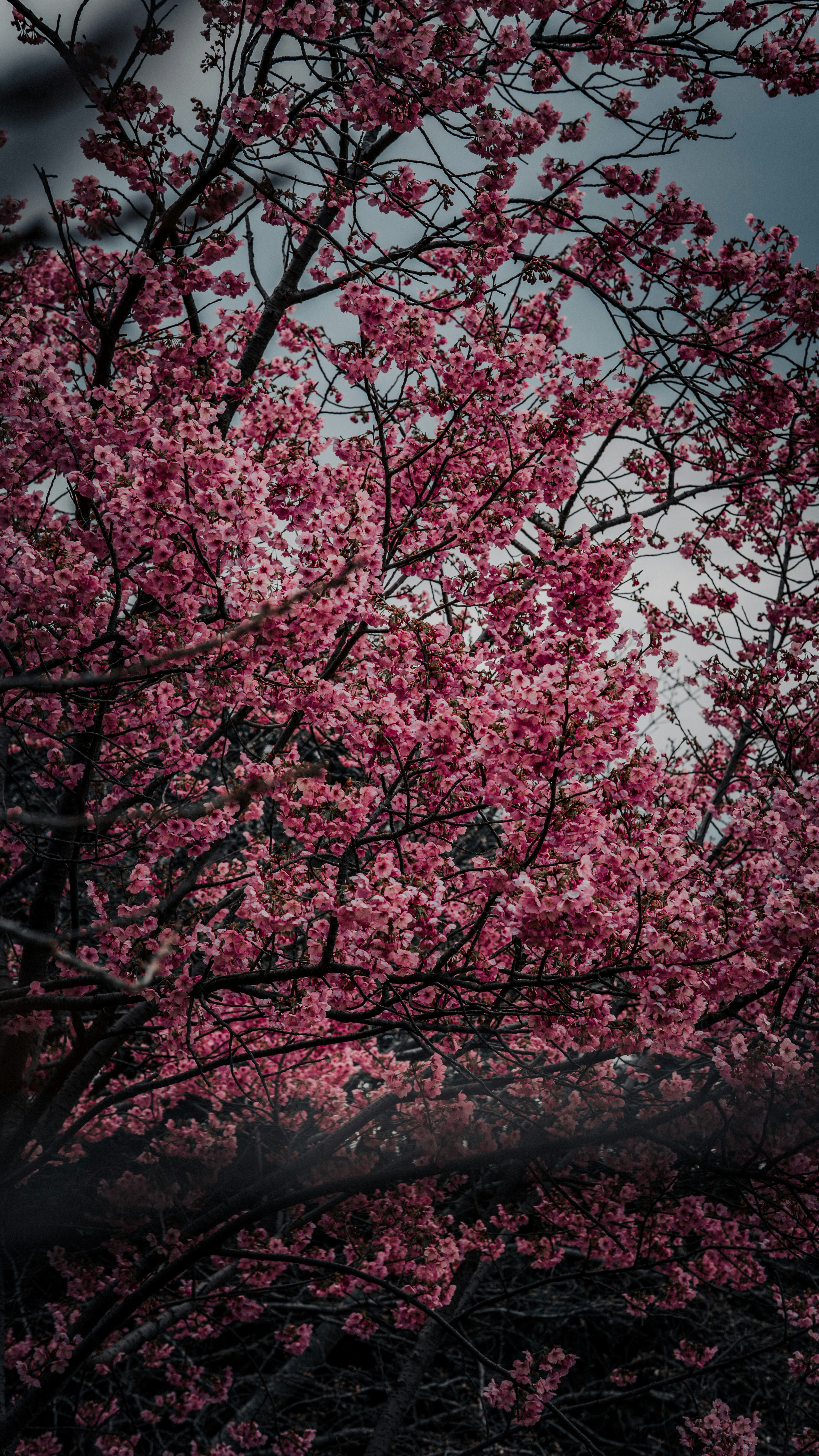 Photo by beans4k