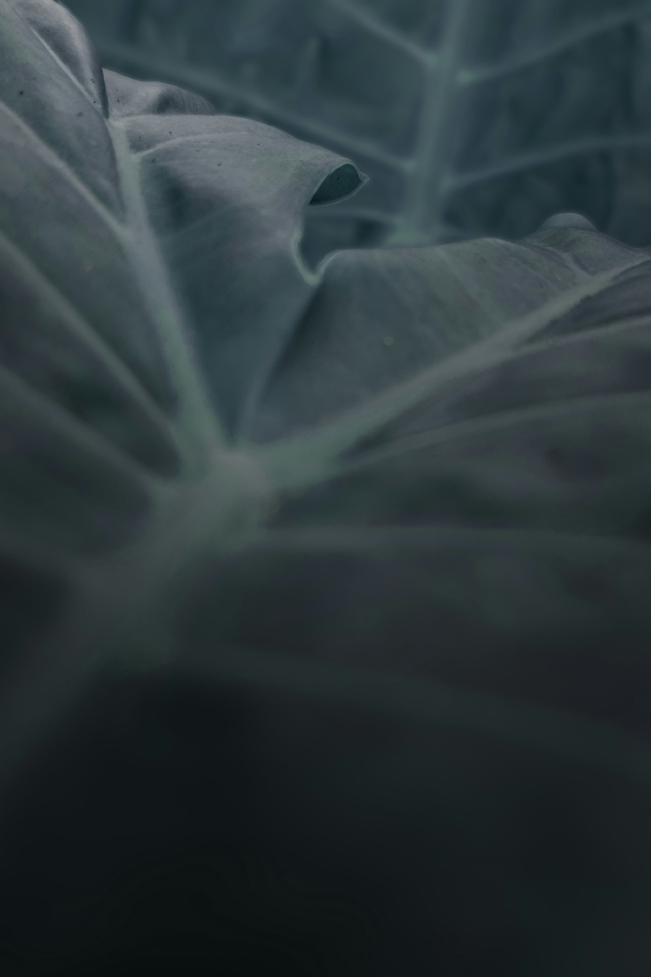 Close-up of a large, dark green leaf with visible veins.
