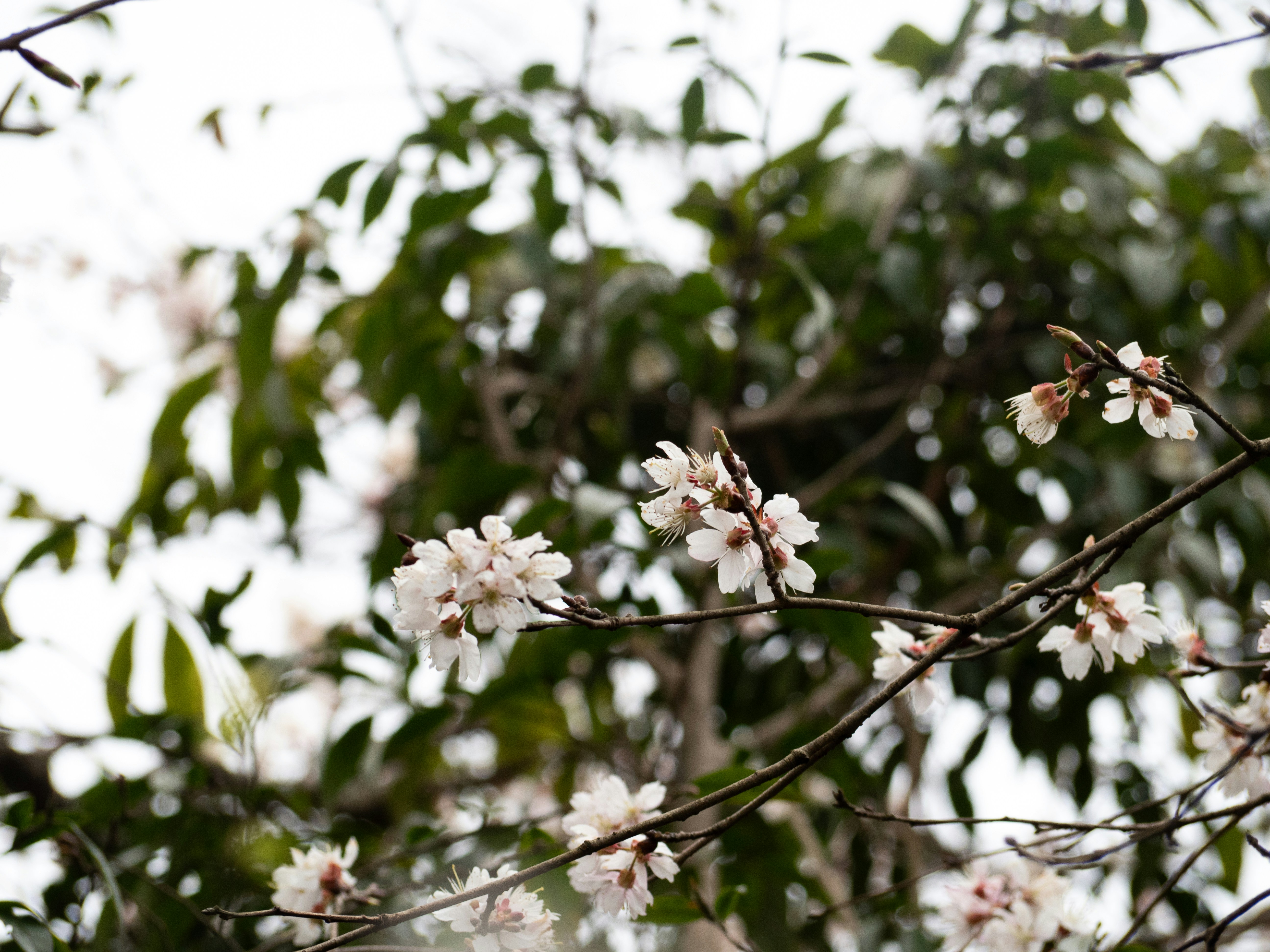 Photo by wenzywong