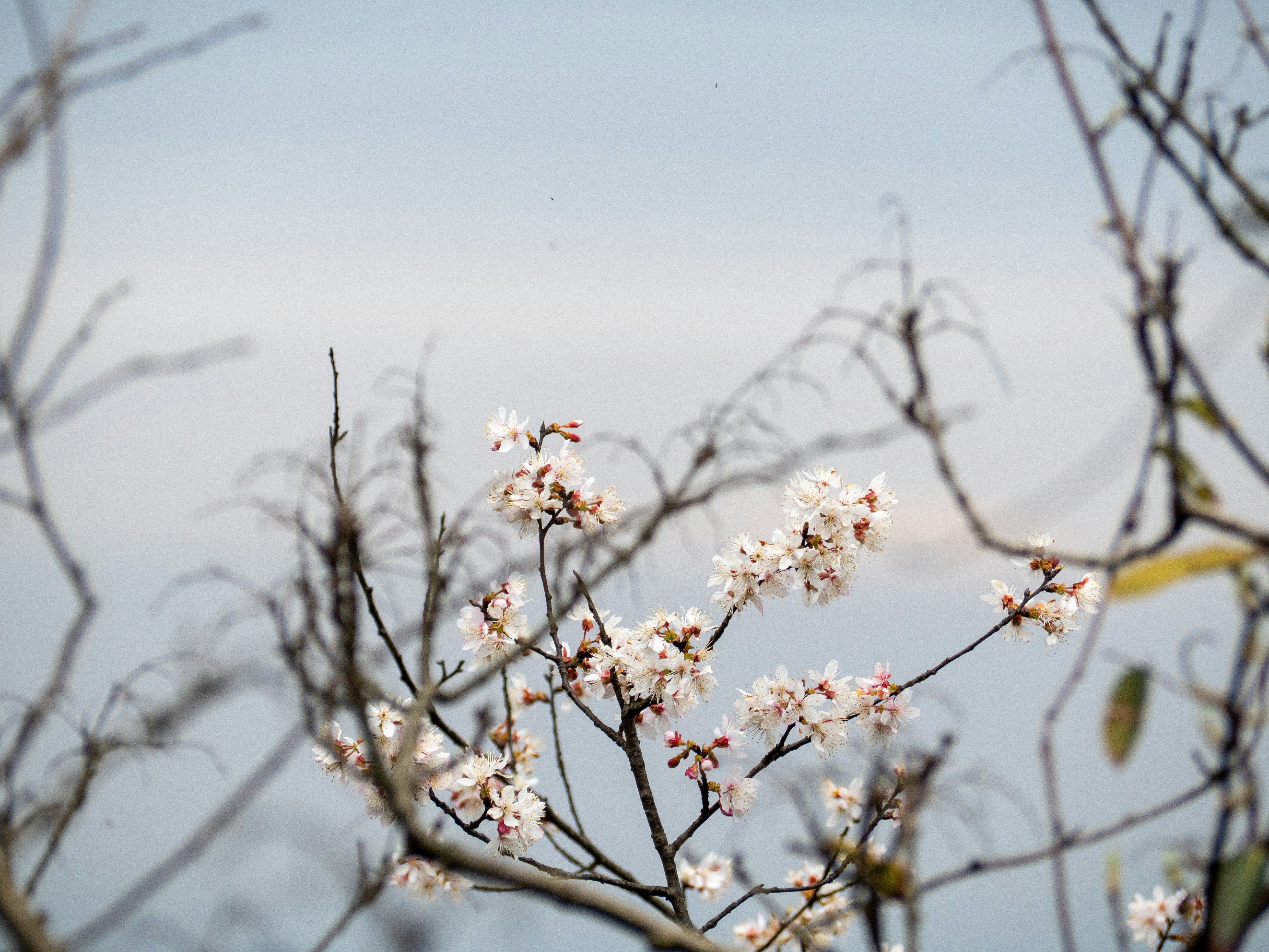 Photo by wenzywong