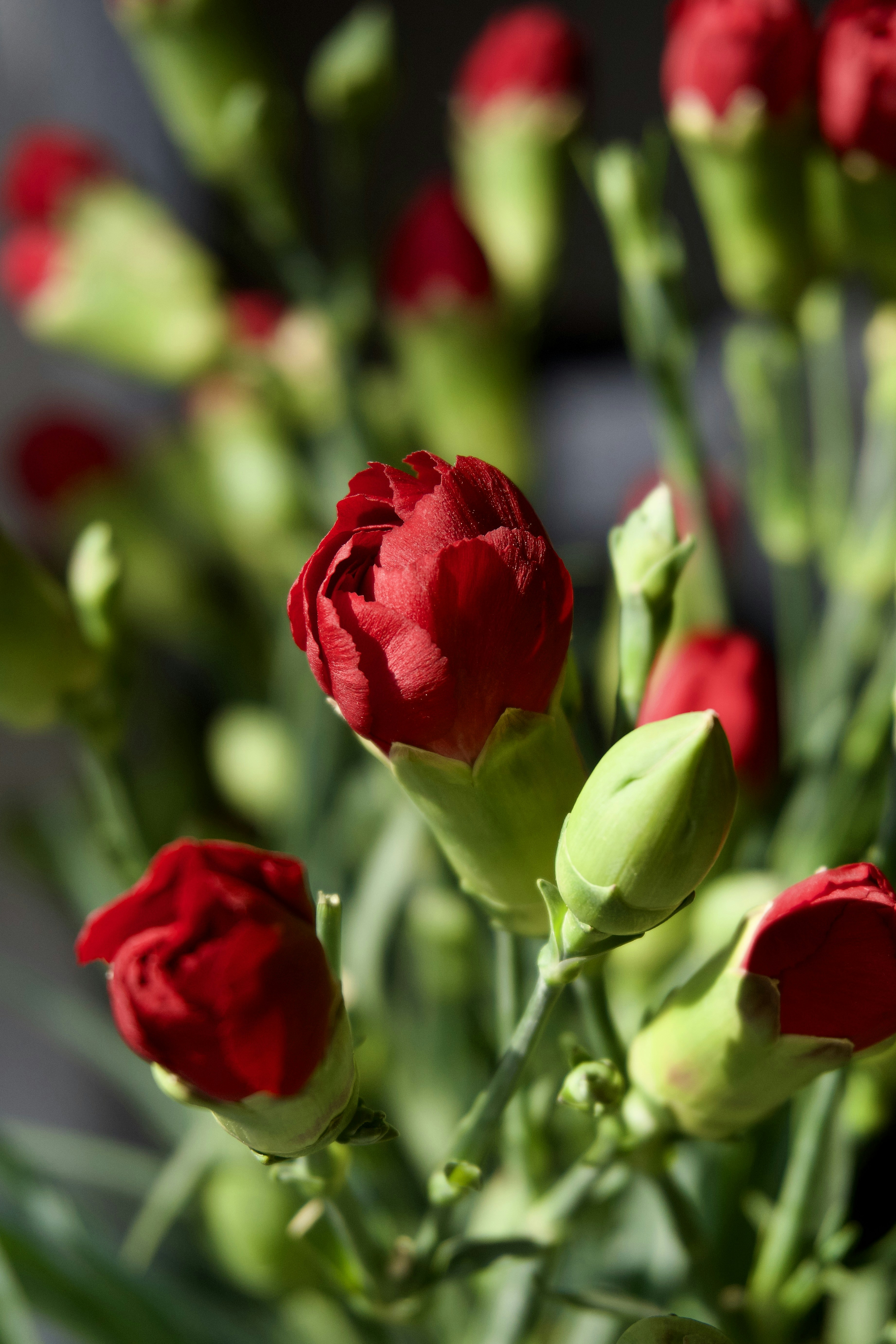 Photo by aliona_zahrai