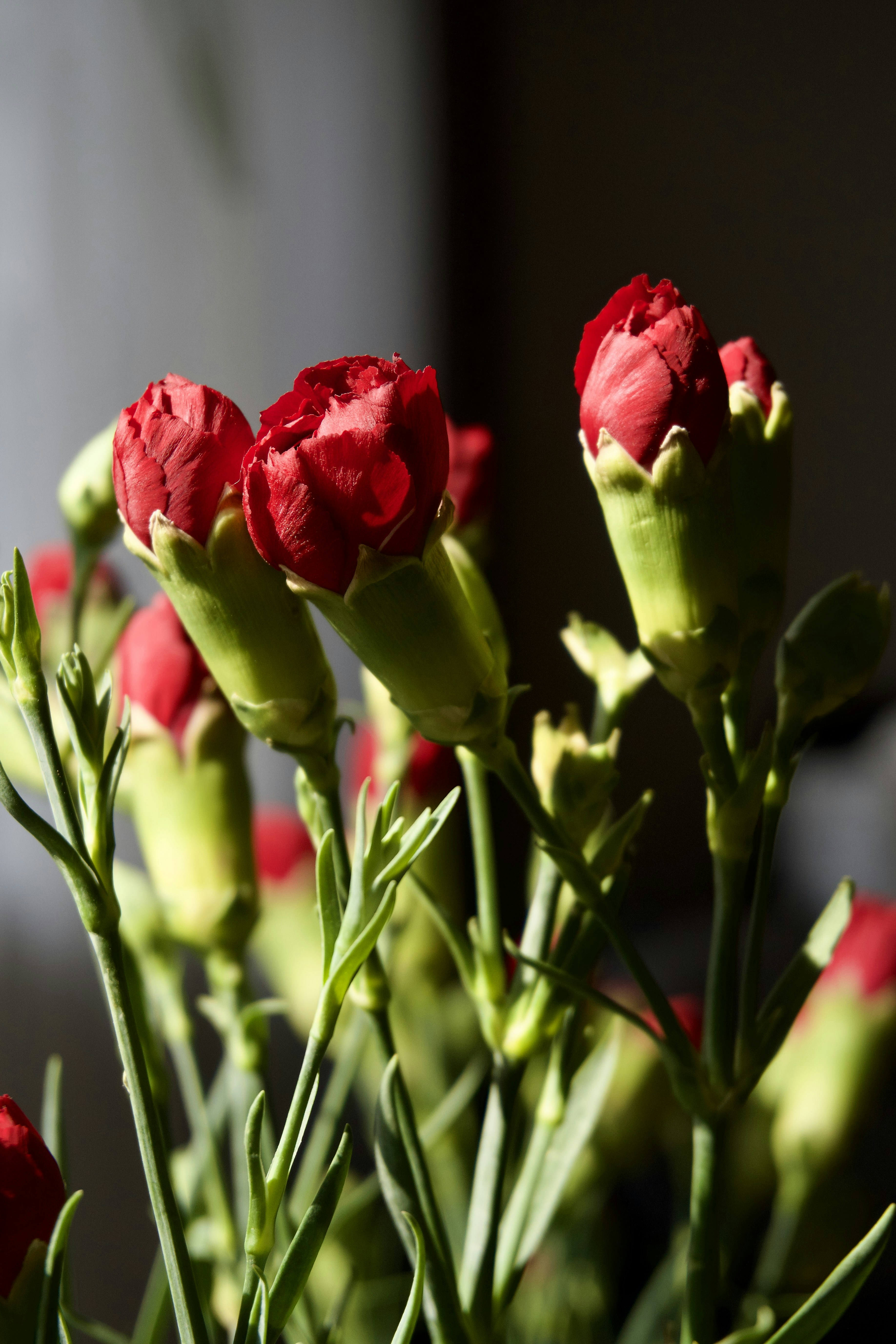 Photo by aliona_zahrai