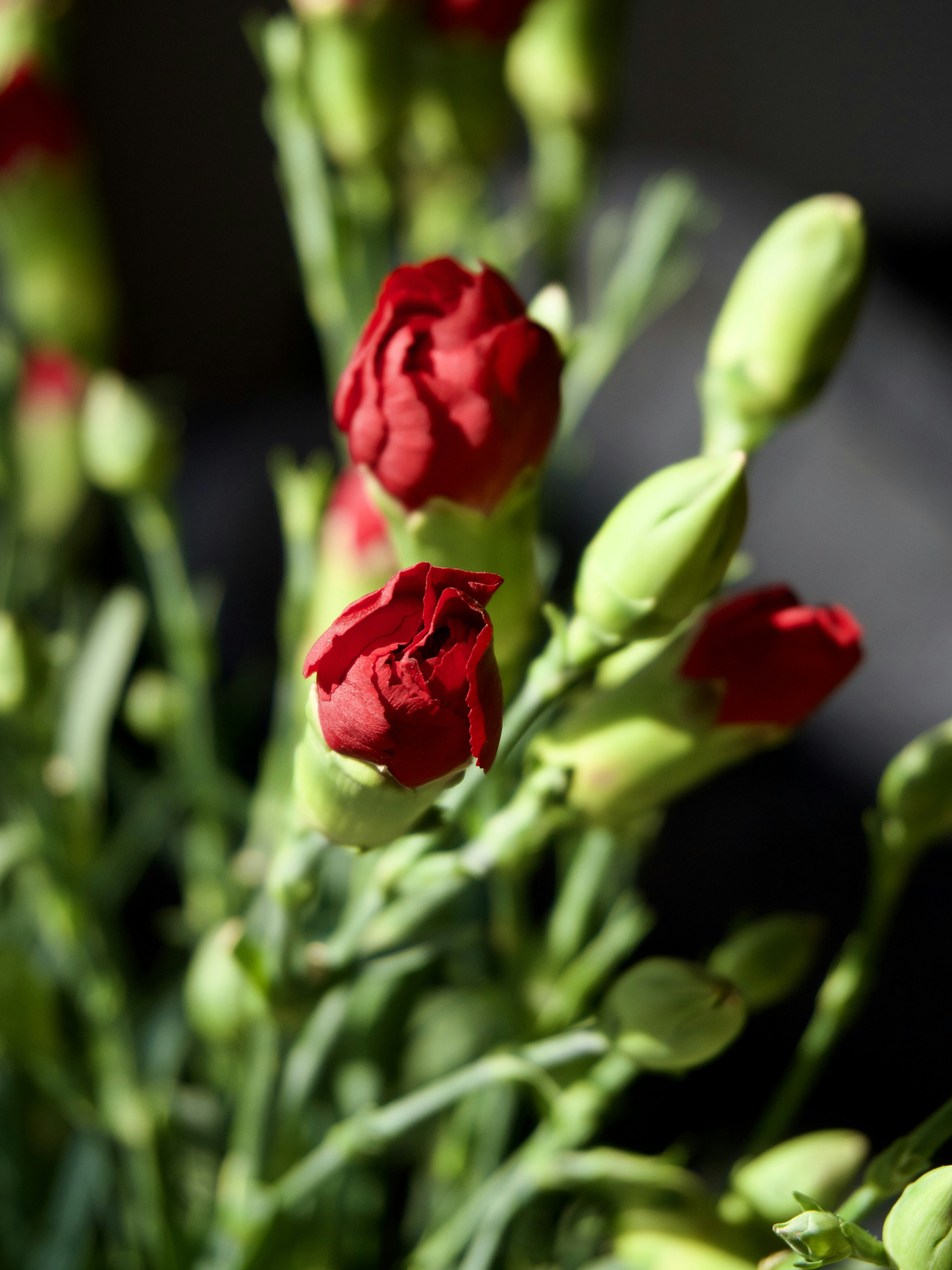 Photo by aliona_zahrai