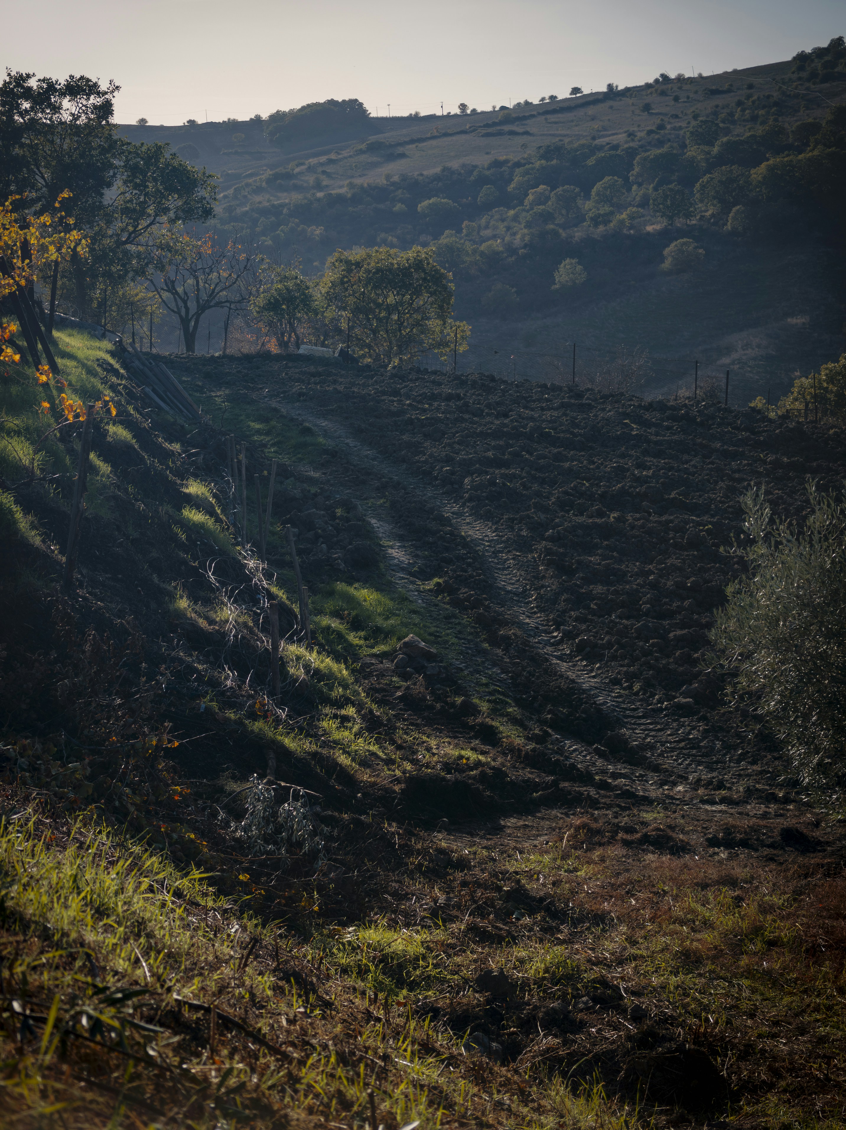 soil vineyard