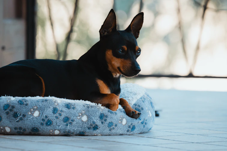 A miniature pinscher rests on a patterned dog bed.