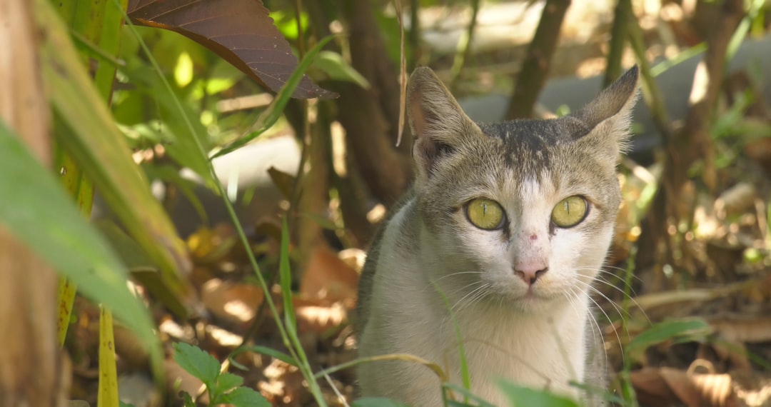 物陰に隠れる愛猫のイメージ