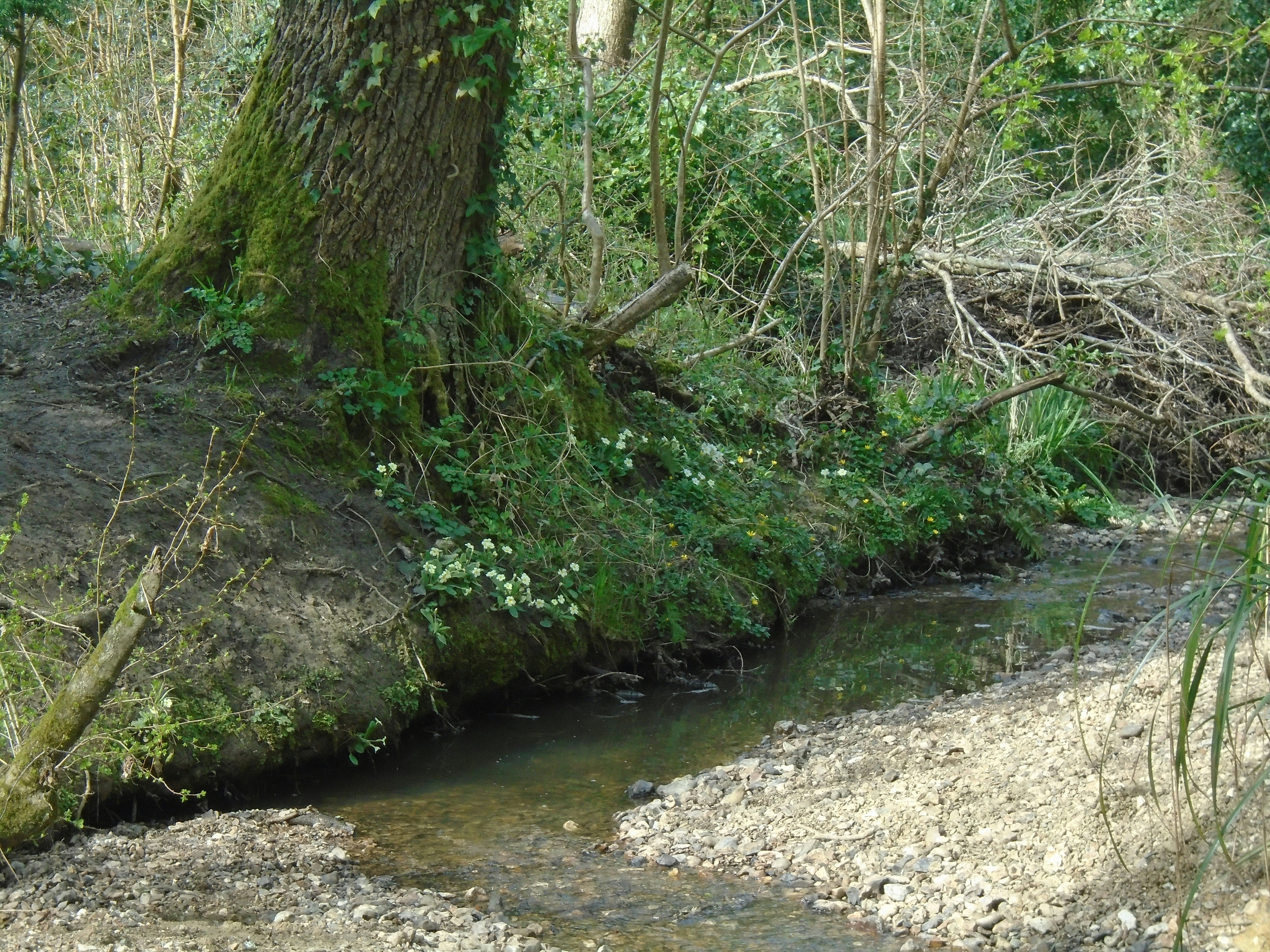 Photo by hiddenhollows