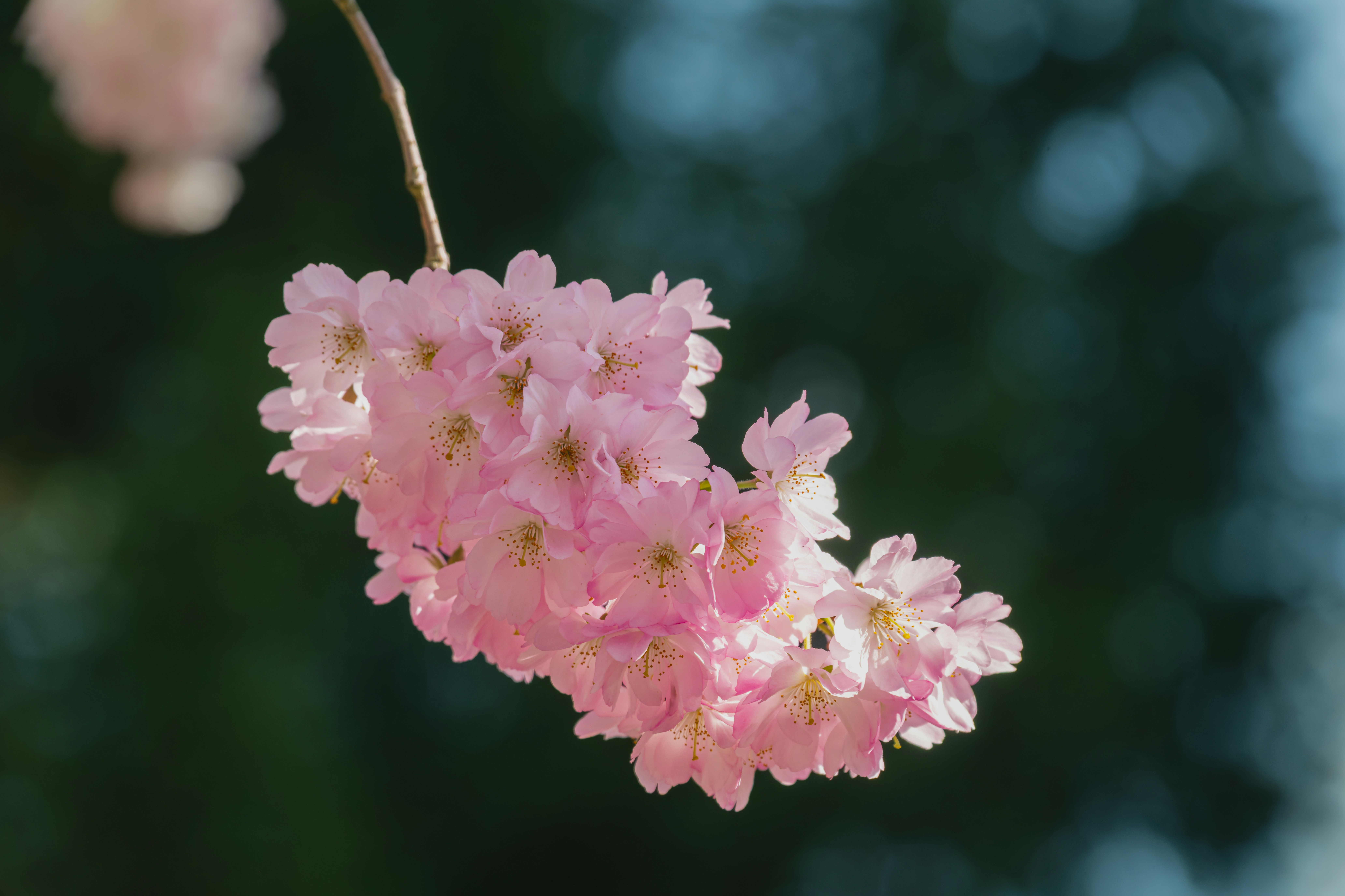 Photo by siegfriedpoepperl