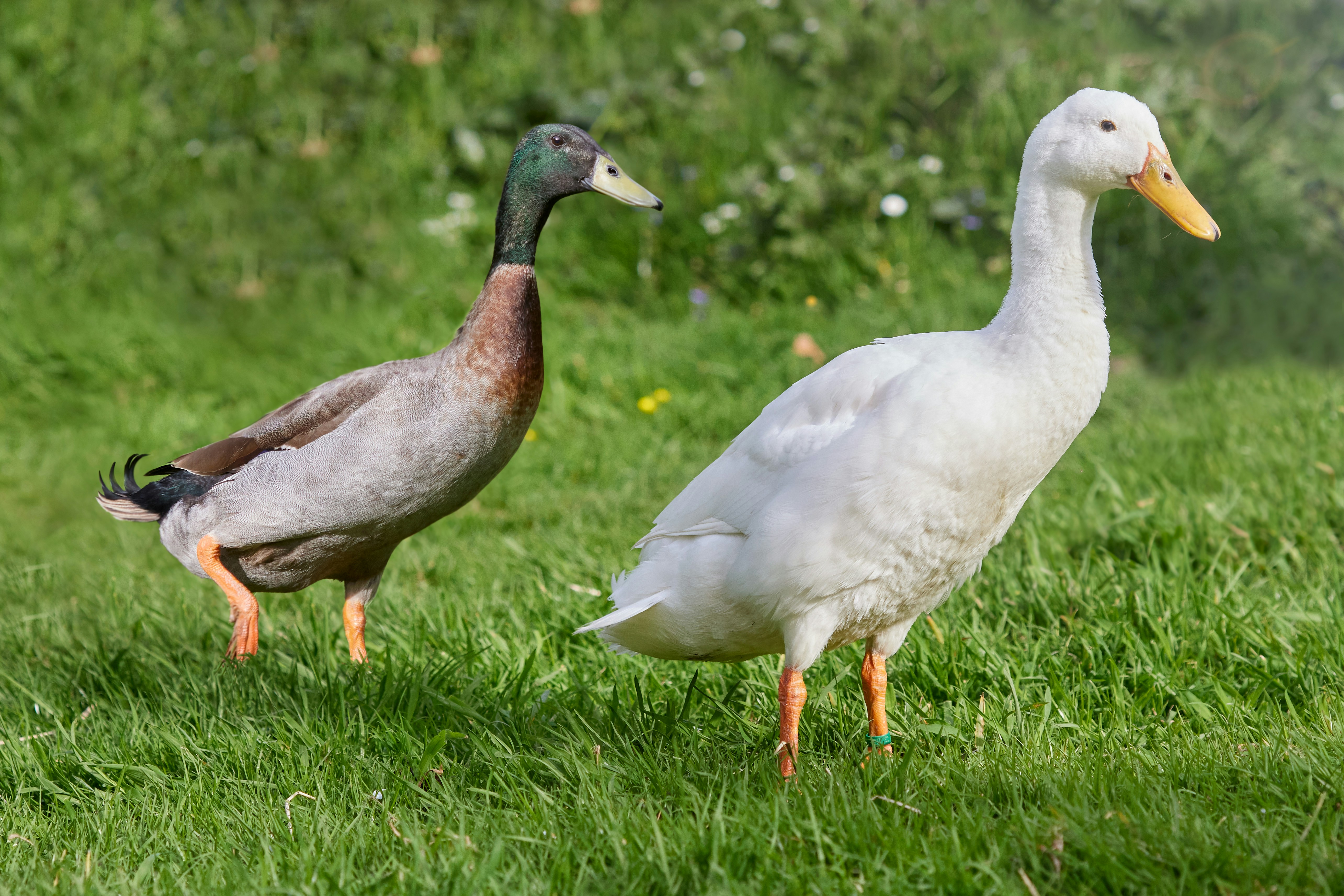 Photo by erwinbosman