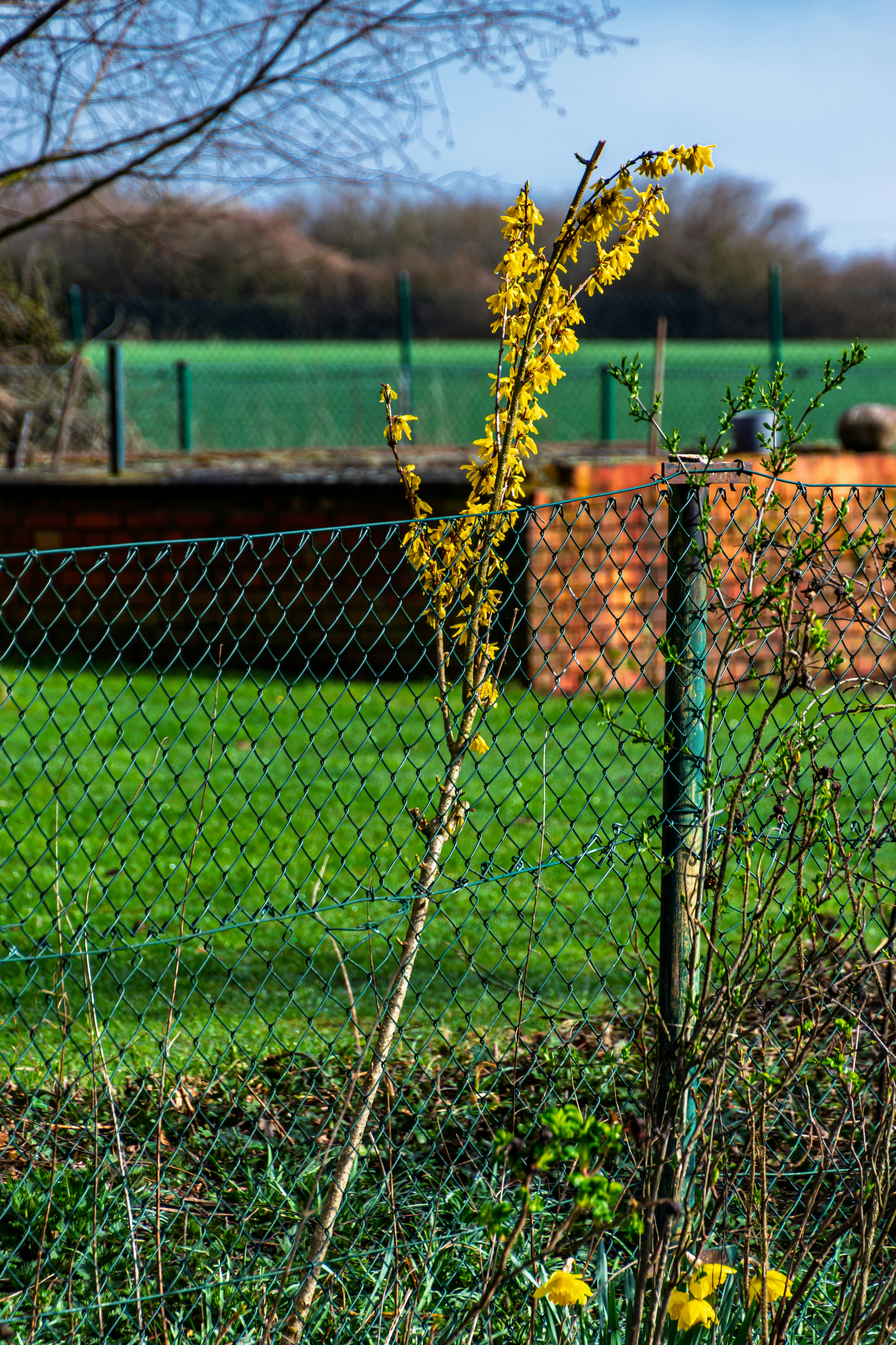 Yellow flowers bloom near a chain-link fence.