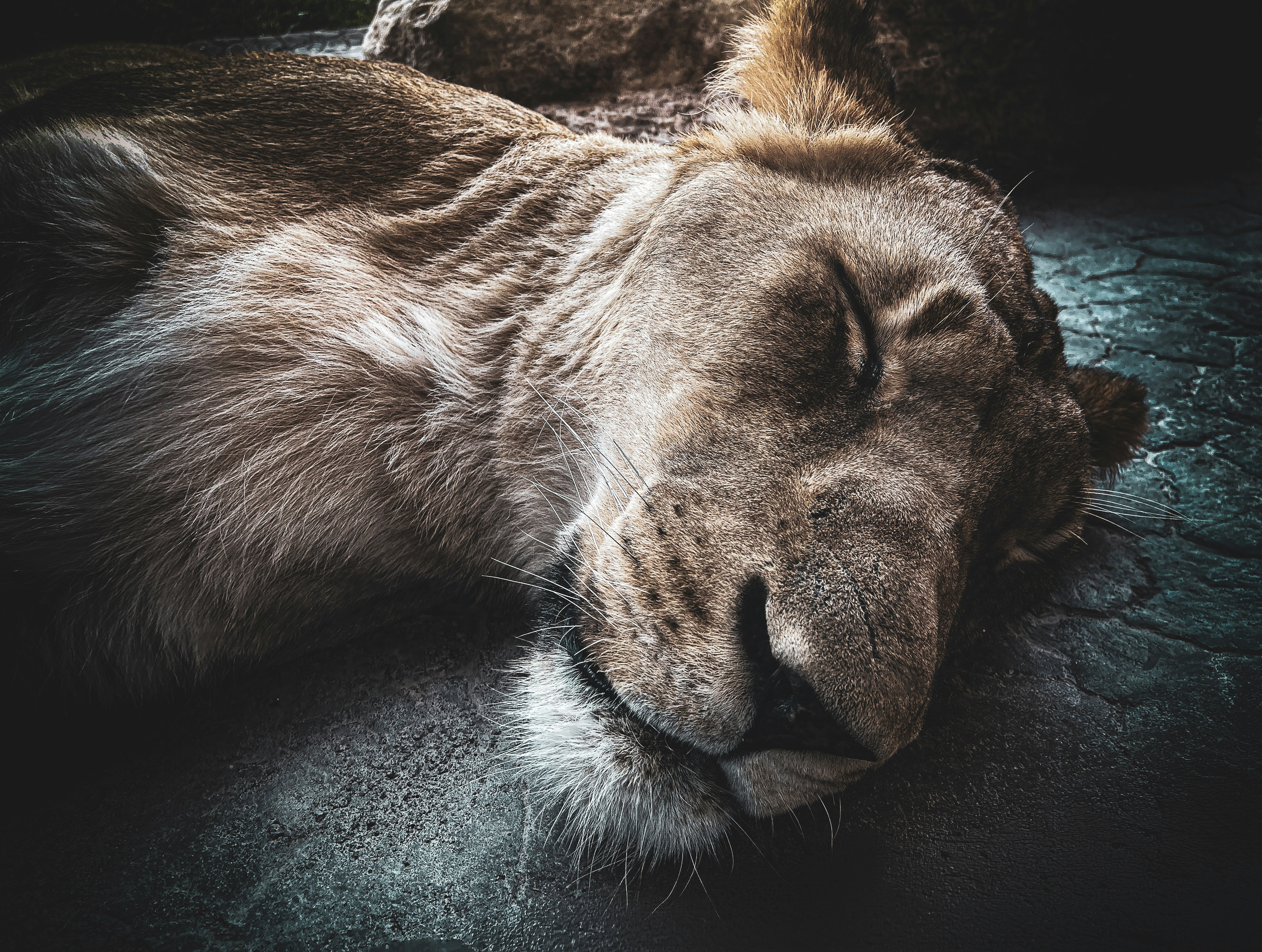 A lioness sleeps peacefully on a rocky surface.