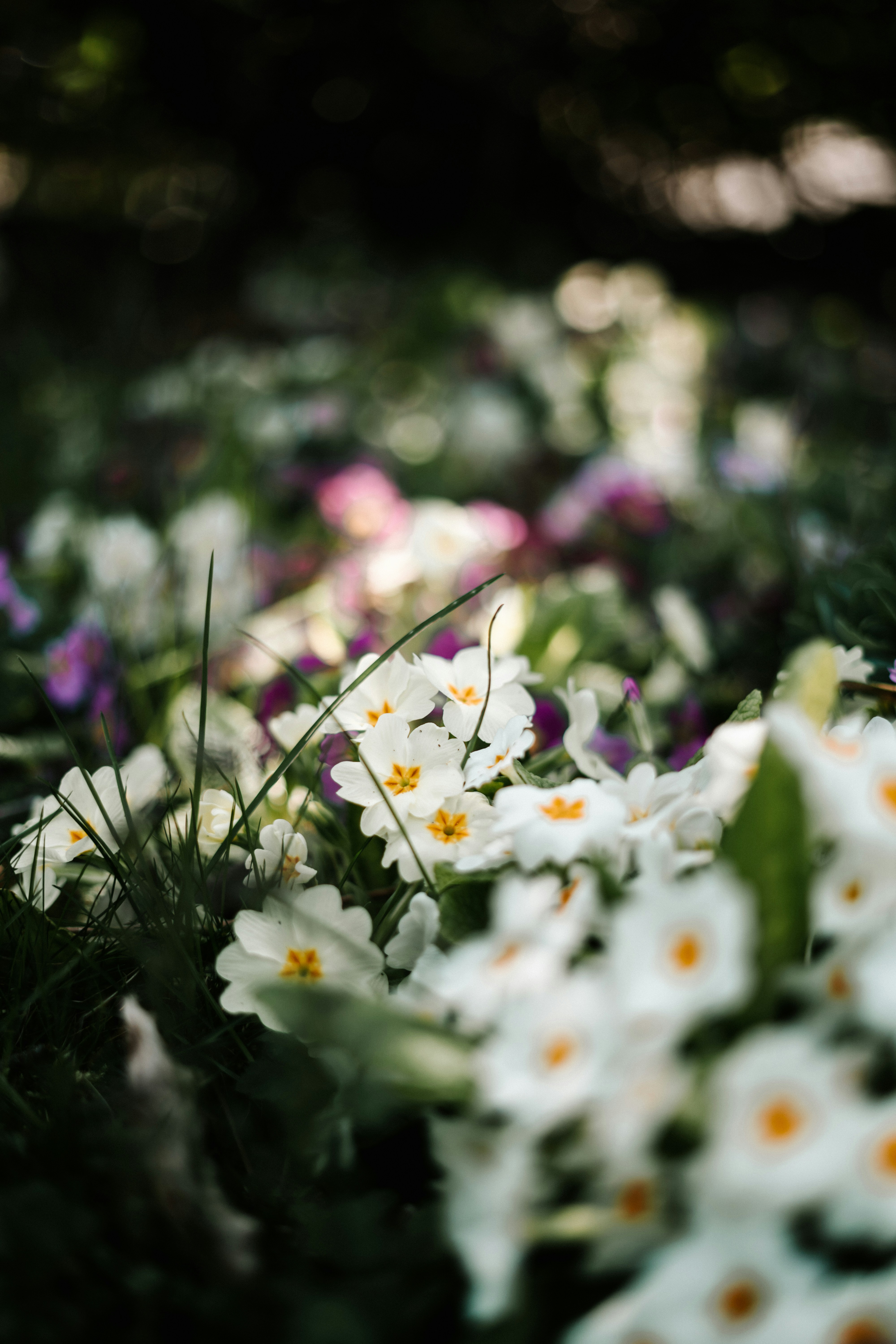 Un campo de flores de prímulas blancas y moradas.