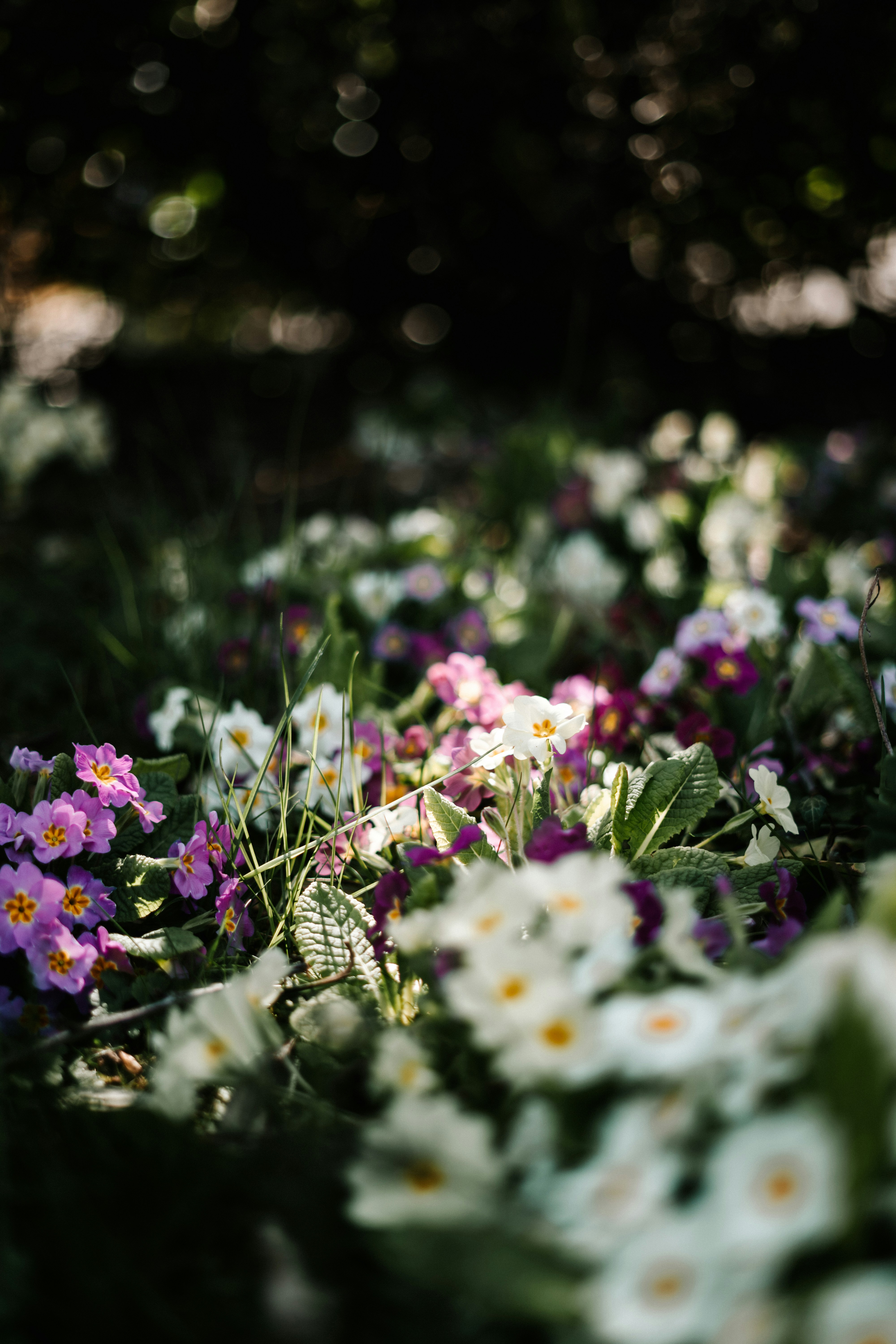 Photo by virussinside