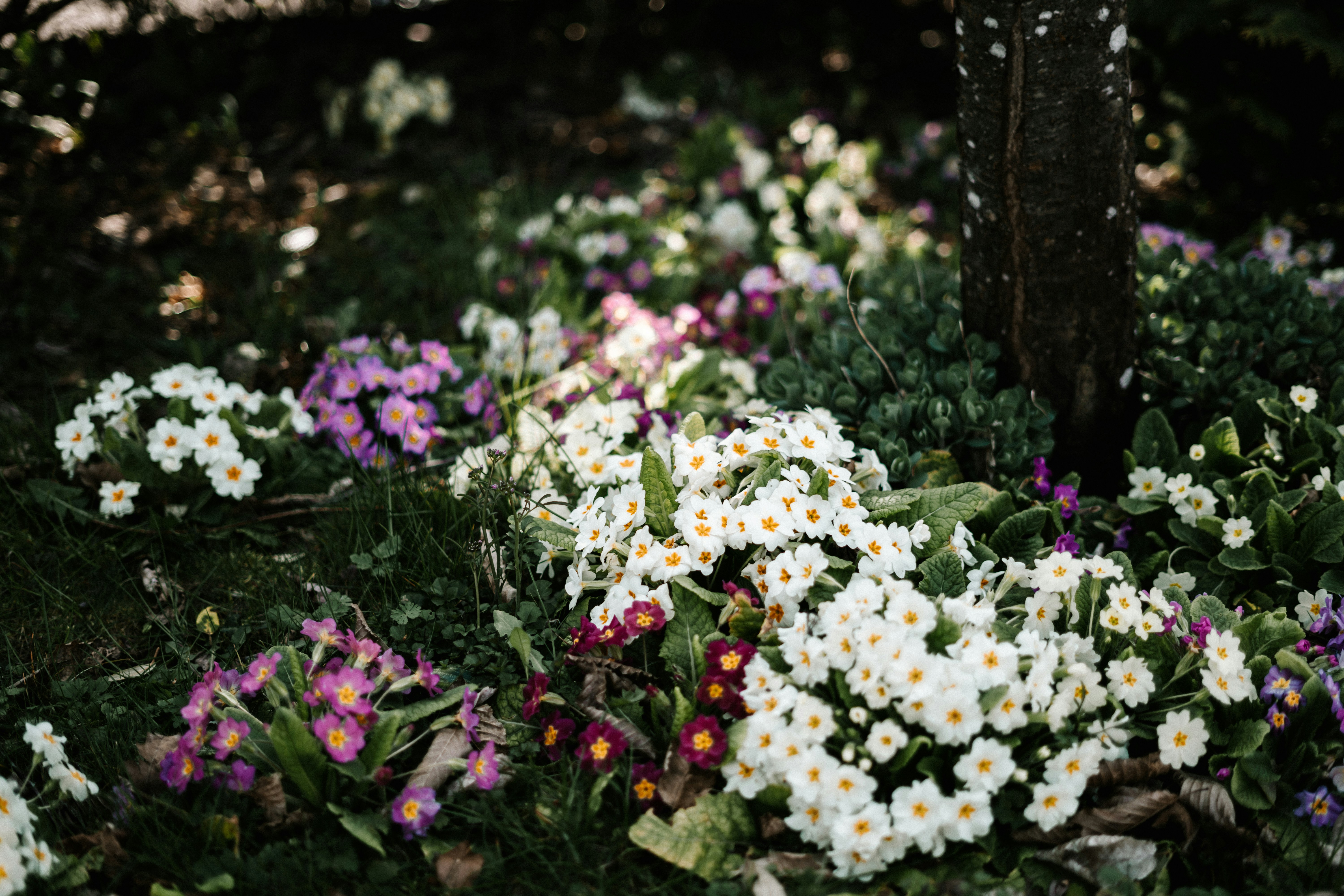 Coloridas flores primaverales floreciendo en un jardín