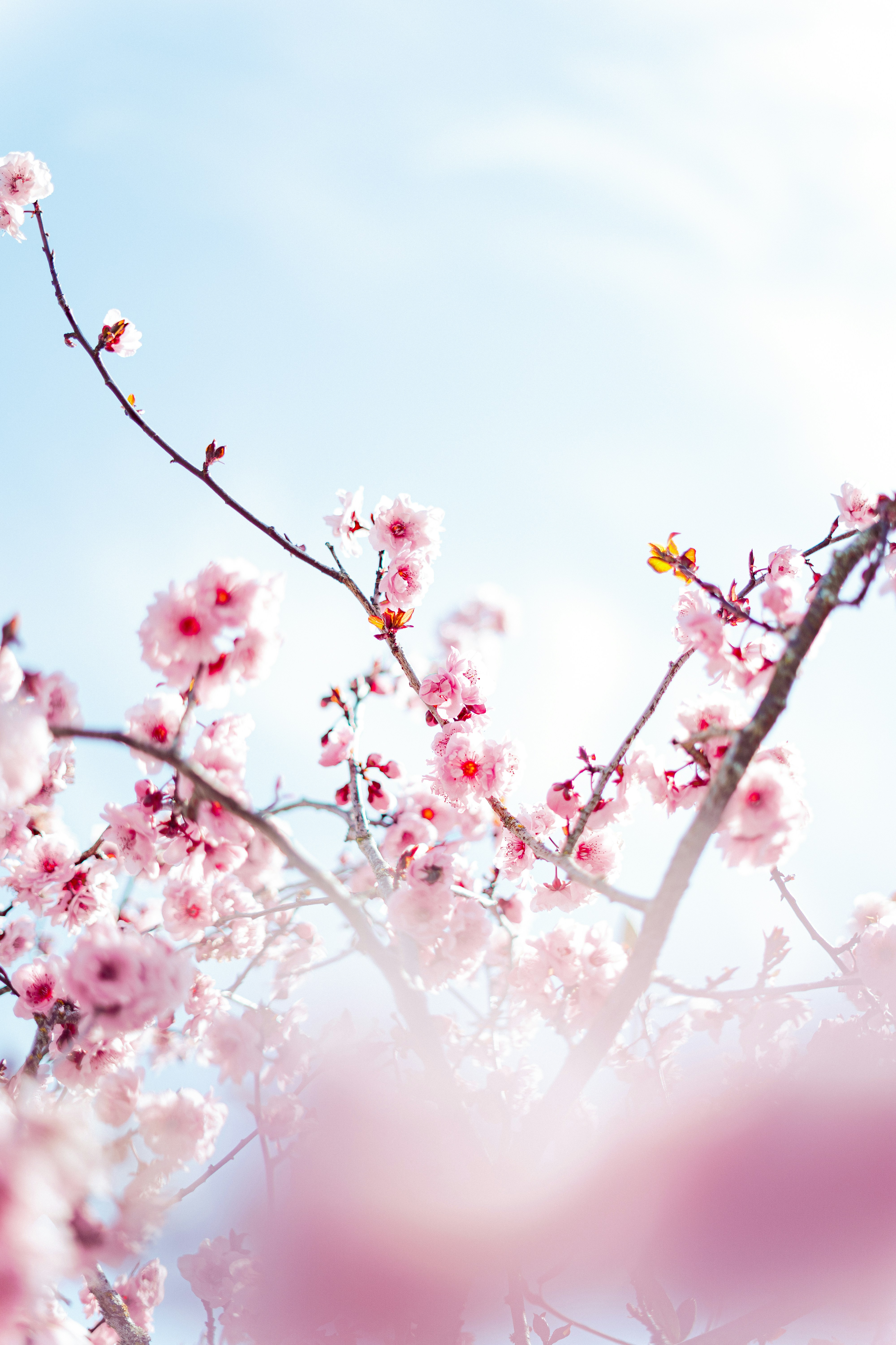 Cerezos rosas en las ramas contra un cielo azul