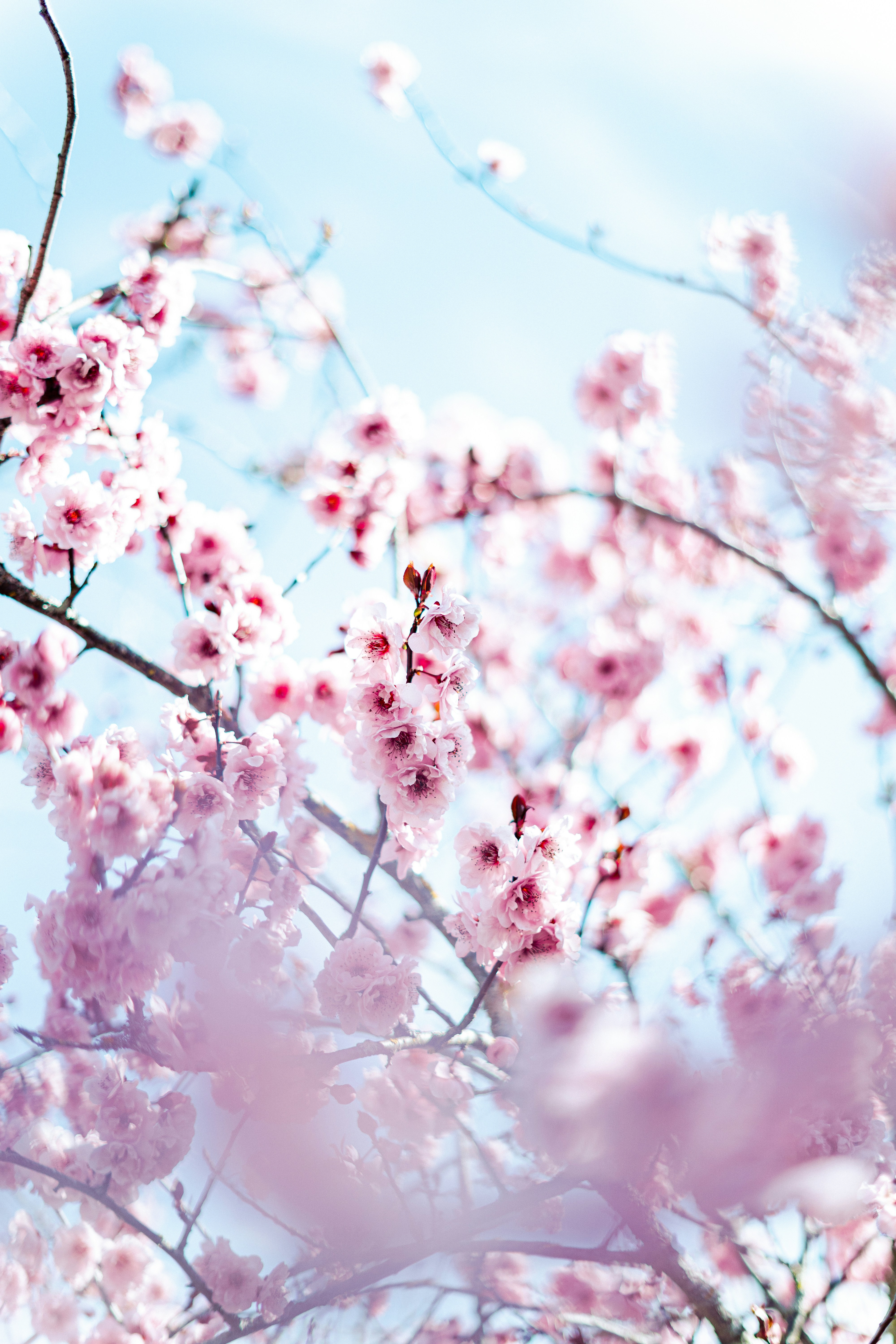 Delicados cerezos rosados florecen contra un cielo azul suave.