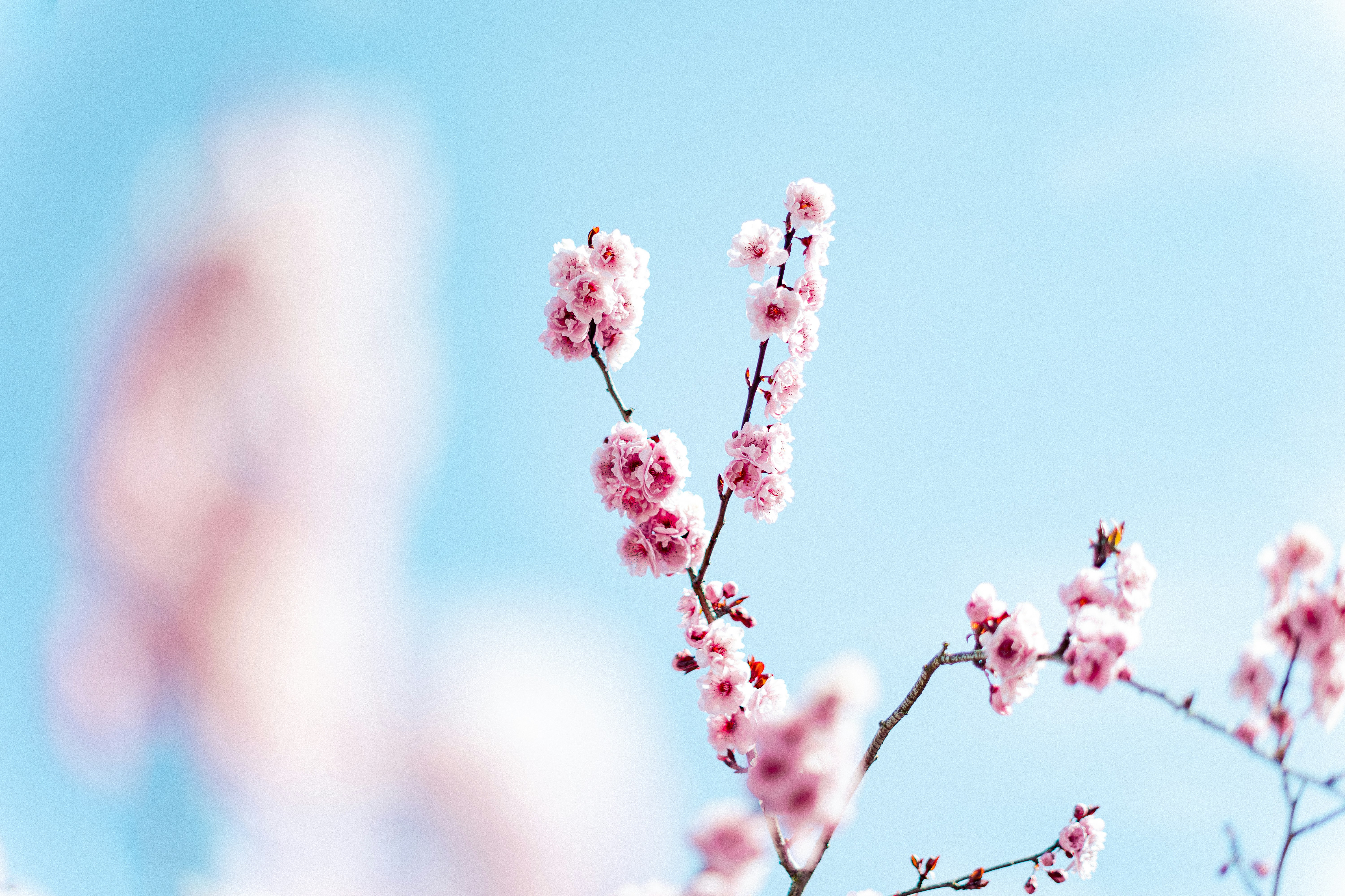 Cerezos rosas florecen contra un cielo azul despejado