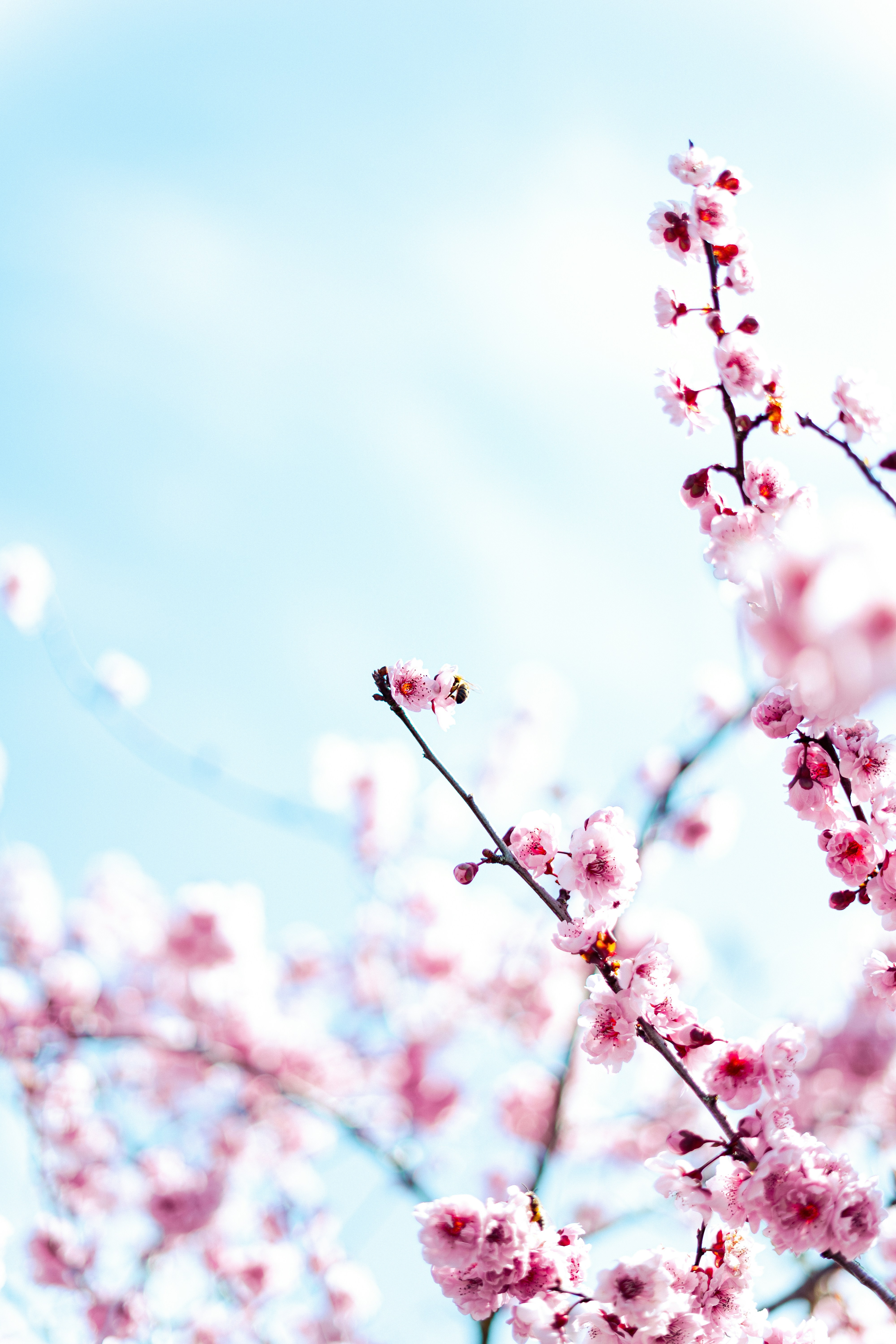 Photo by virussinside