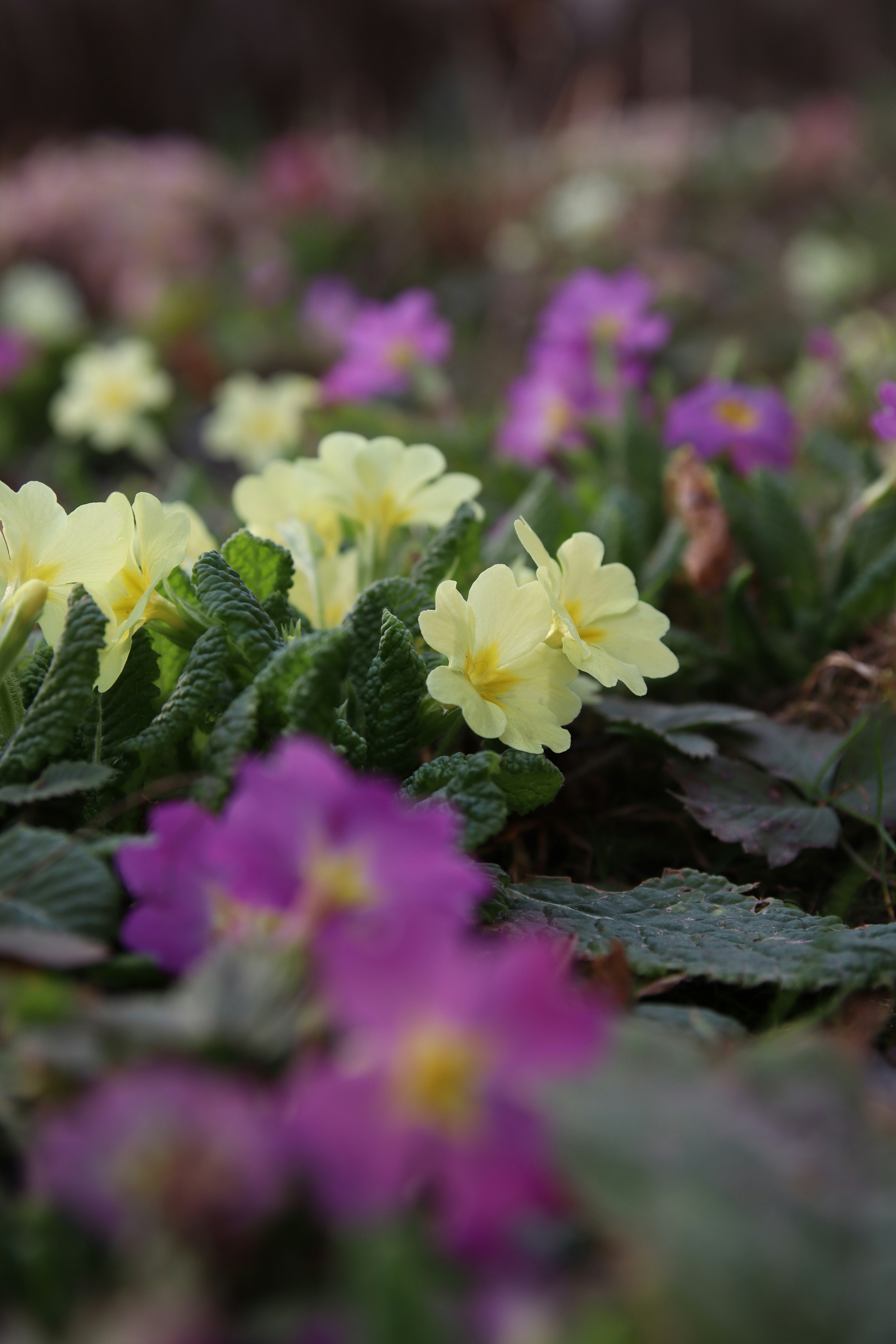 Yellow and purple primroses blooming in a garden.