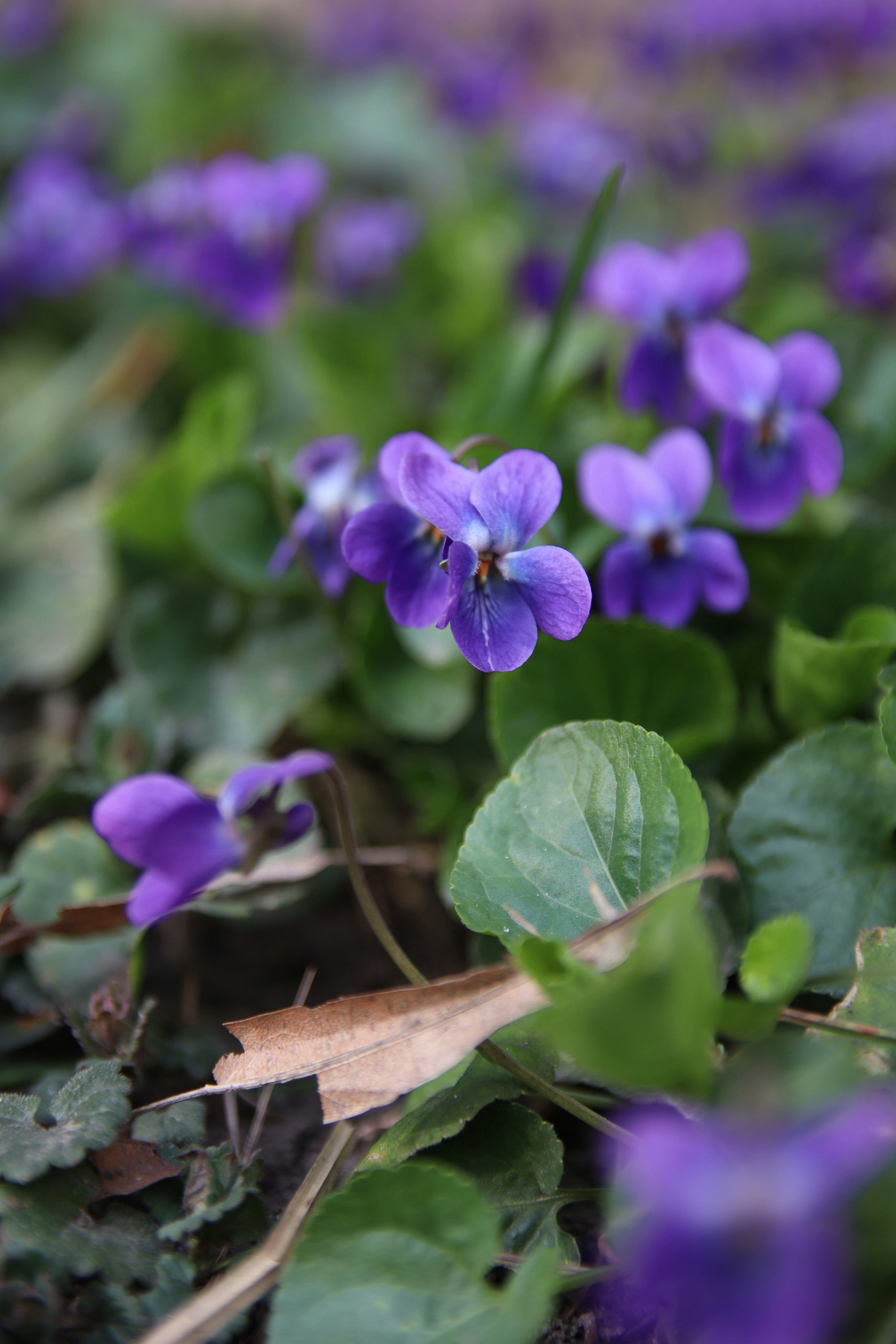 A cluster of small purple violets with green leaves.