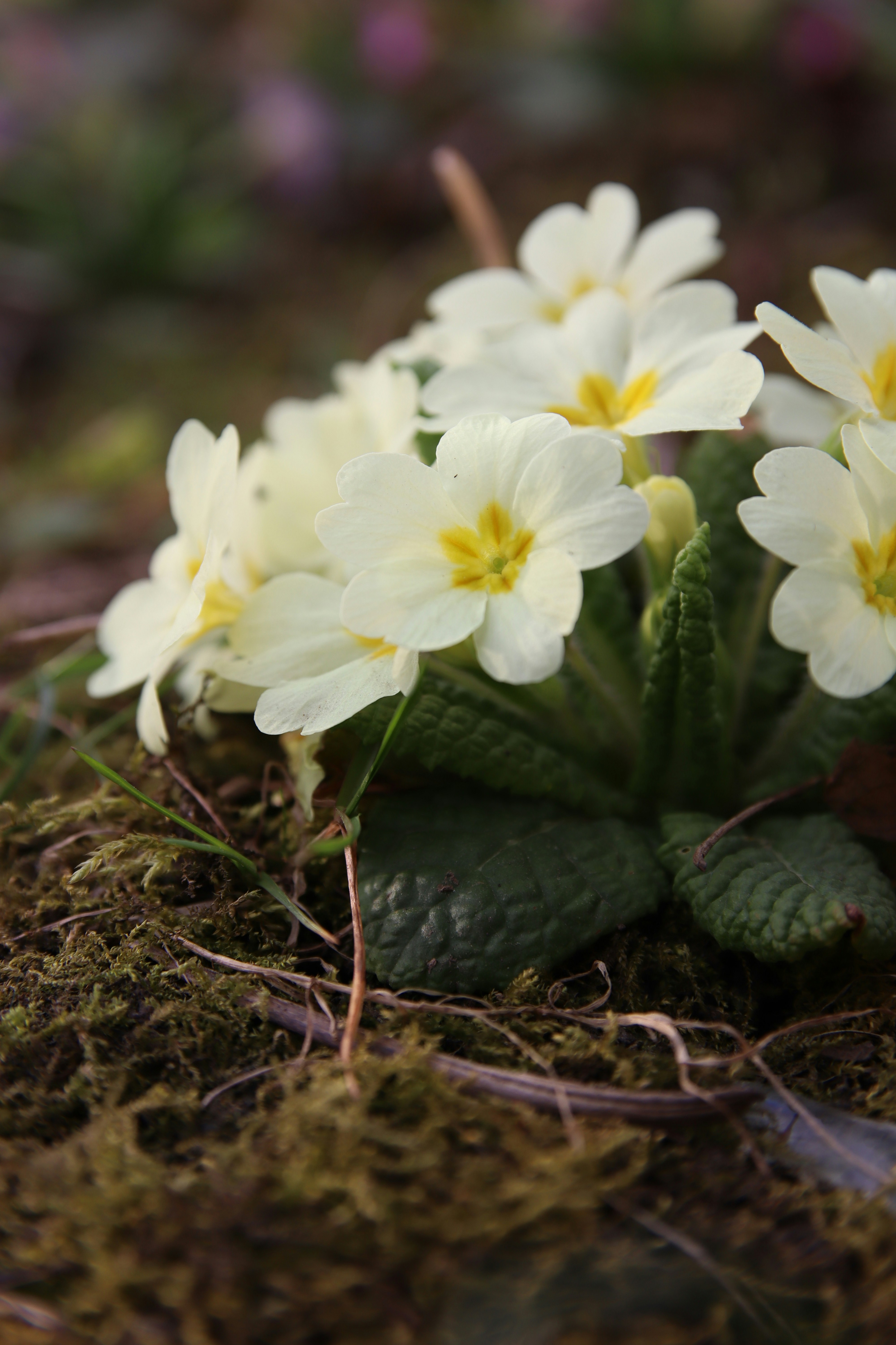 Cluster of pale yellow primrose flowers on mossy ground