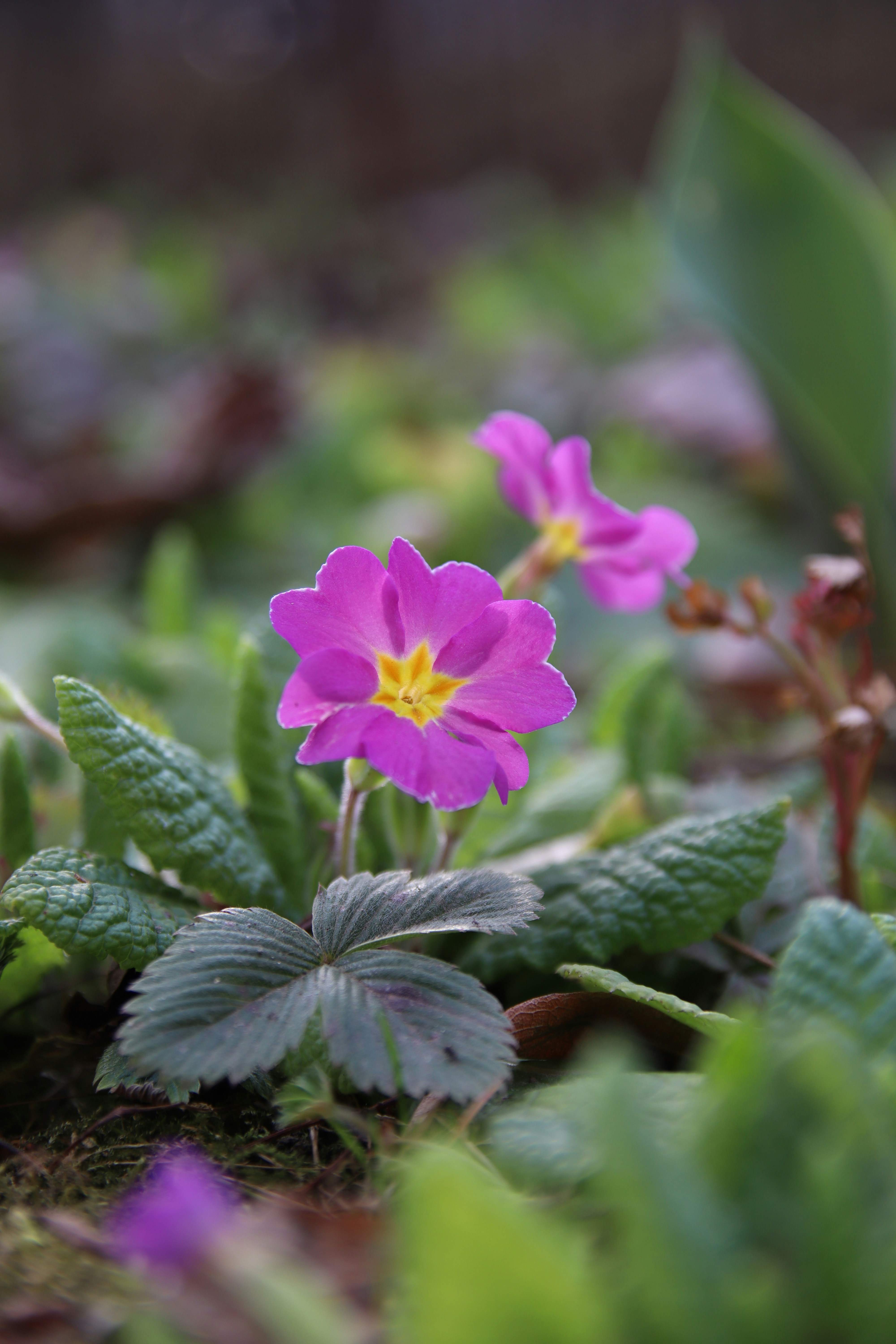 Pink primrose flowers blooming in a garden.
